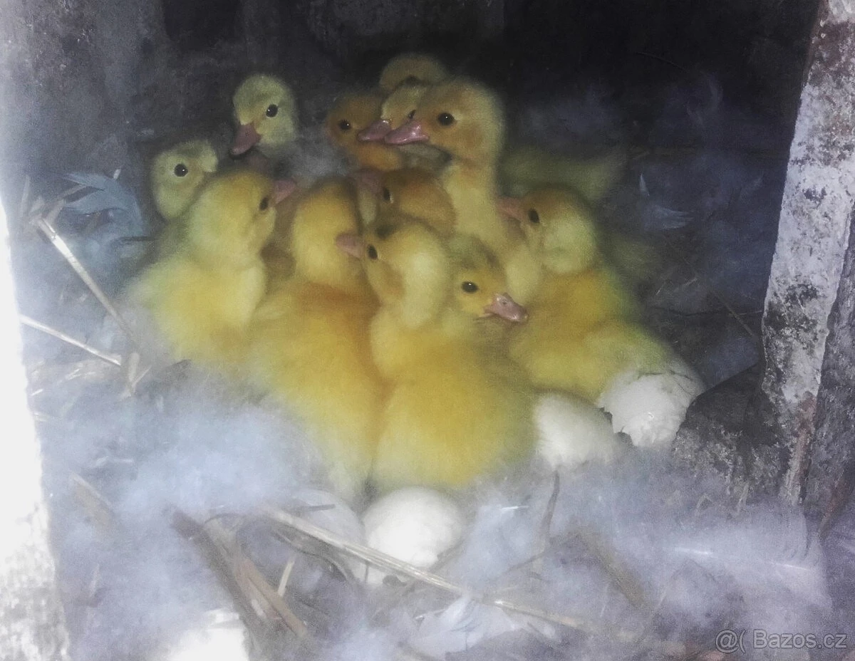 Násadová vejce - kachna pižmová, čínská, husokachna, čínka