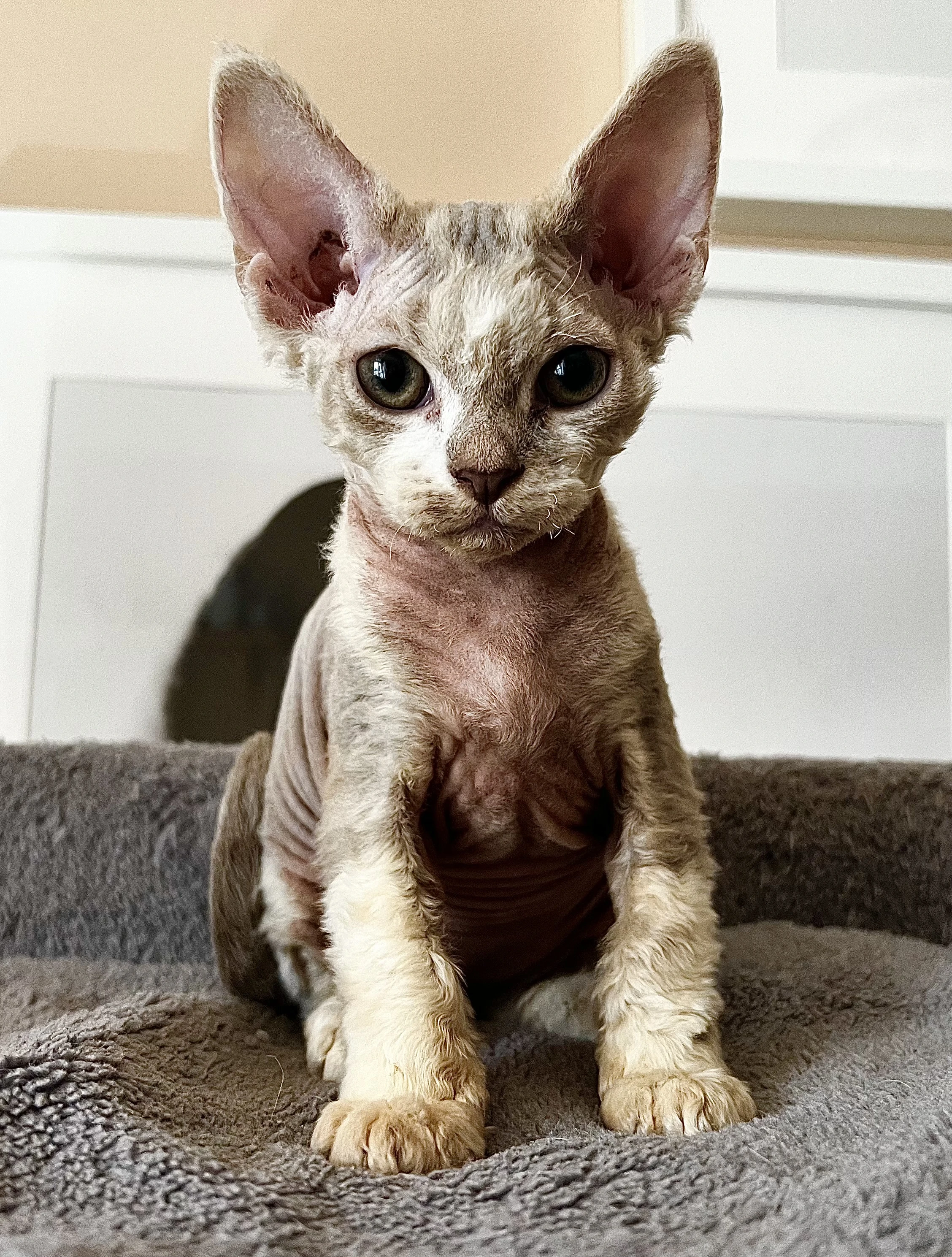 Prodám koťátko Devon Rexe