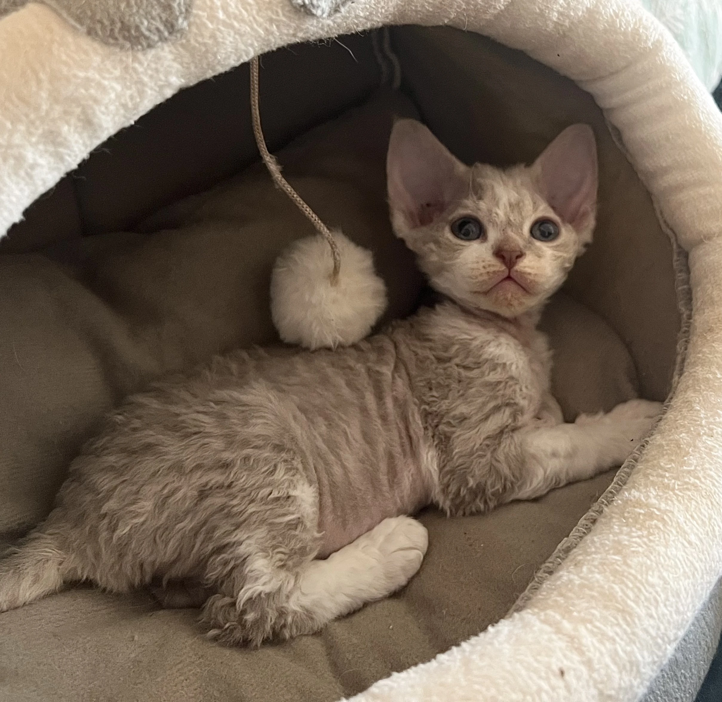 Prodám koťátko Devon Rexe