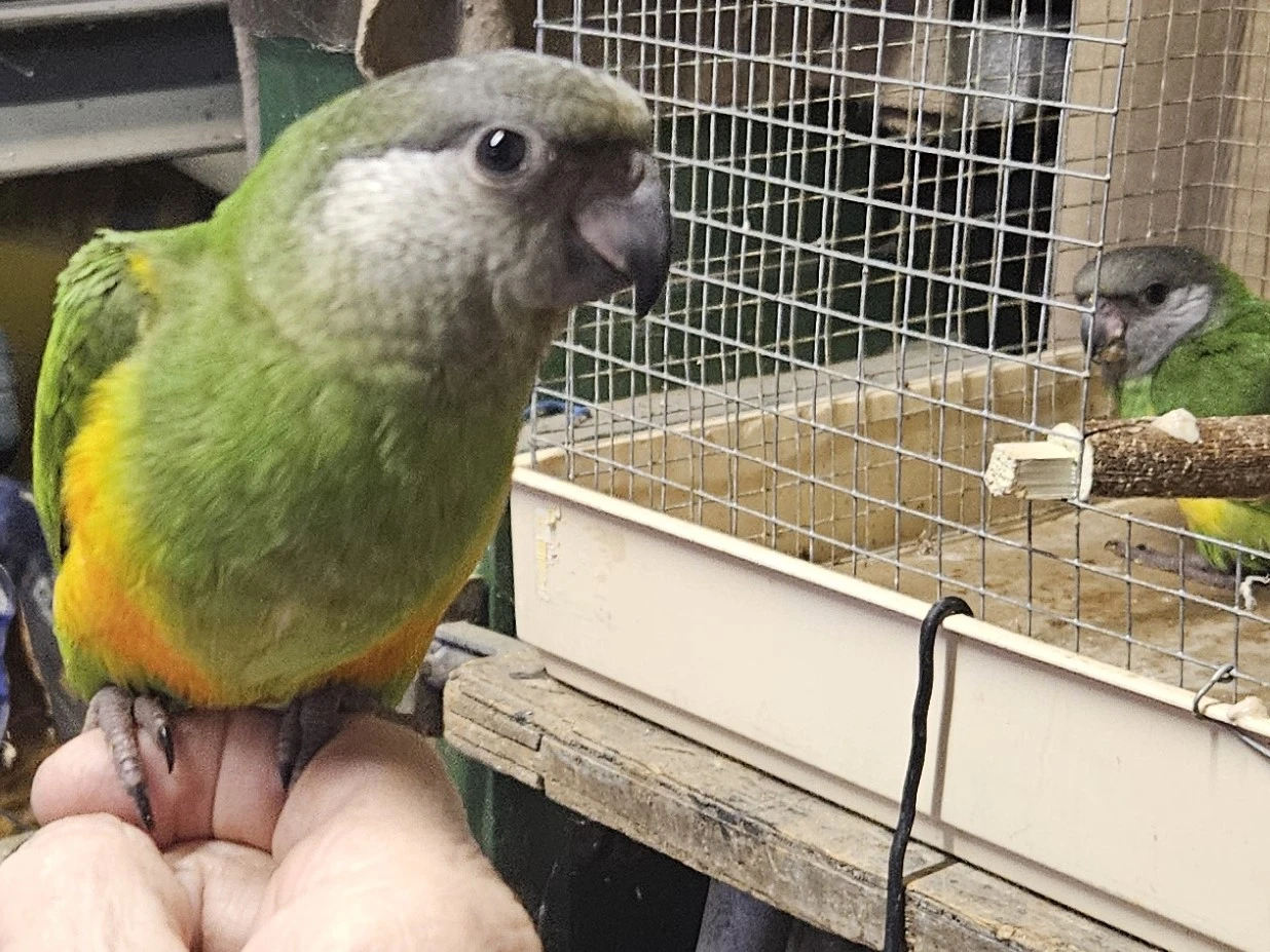 Papoušek Senegalský 2,2 - 2026 dokrmené