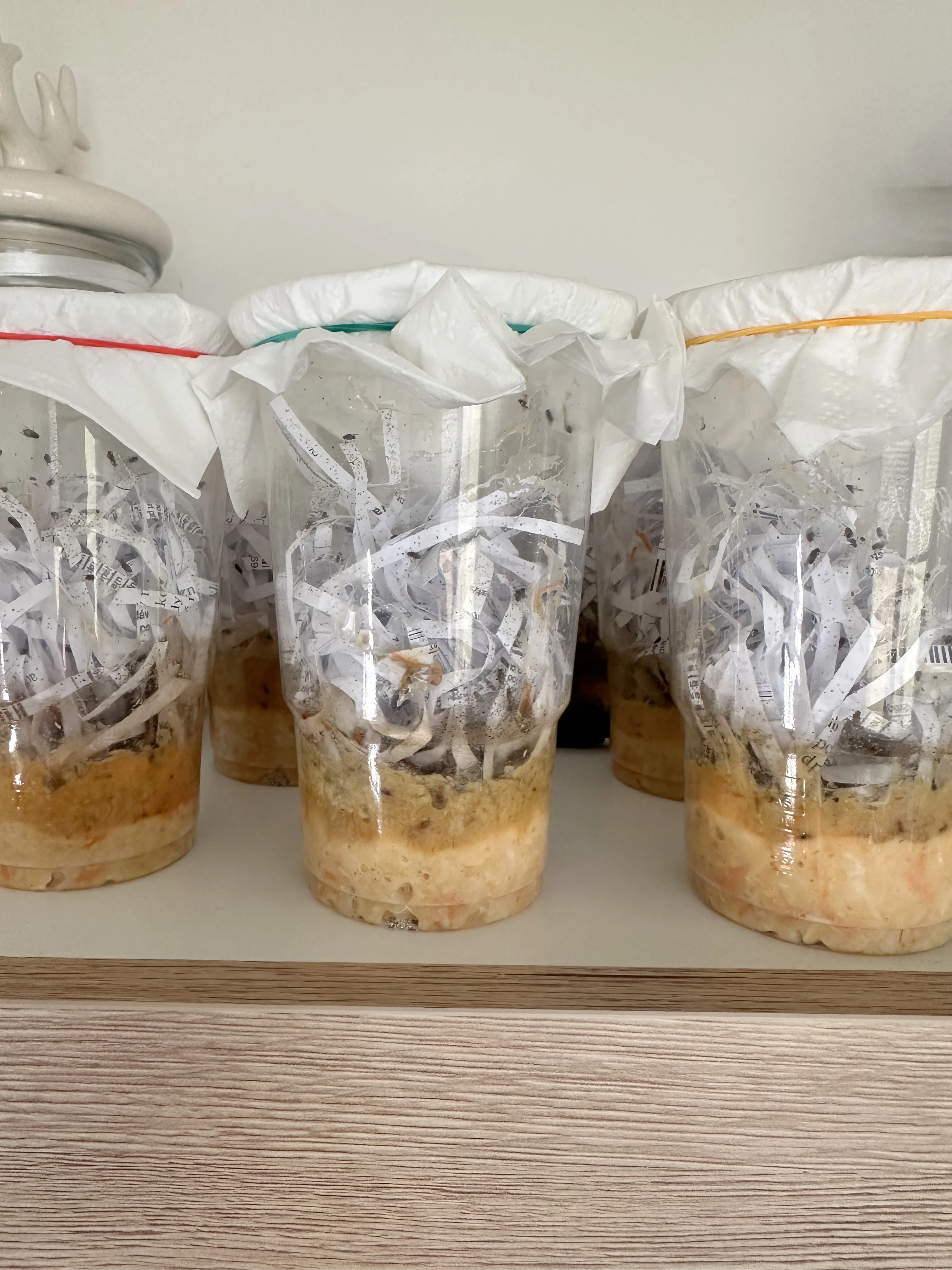 Octomilky Drosphila hydei