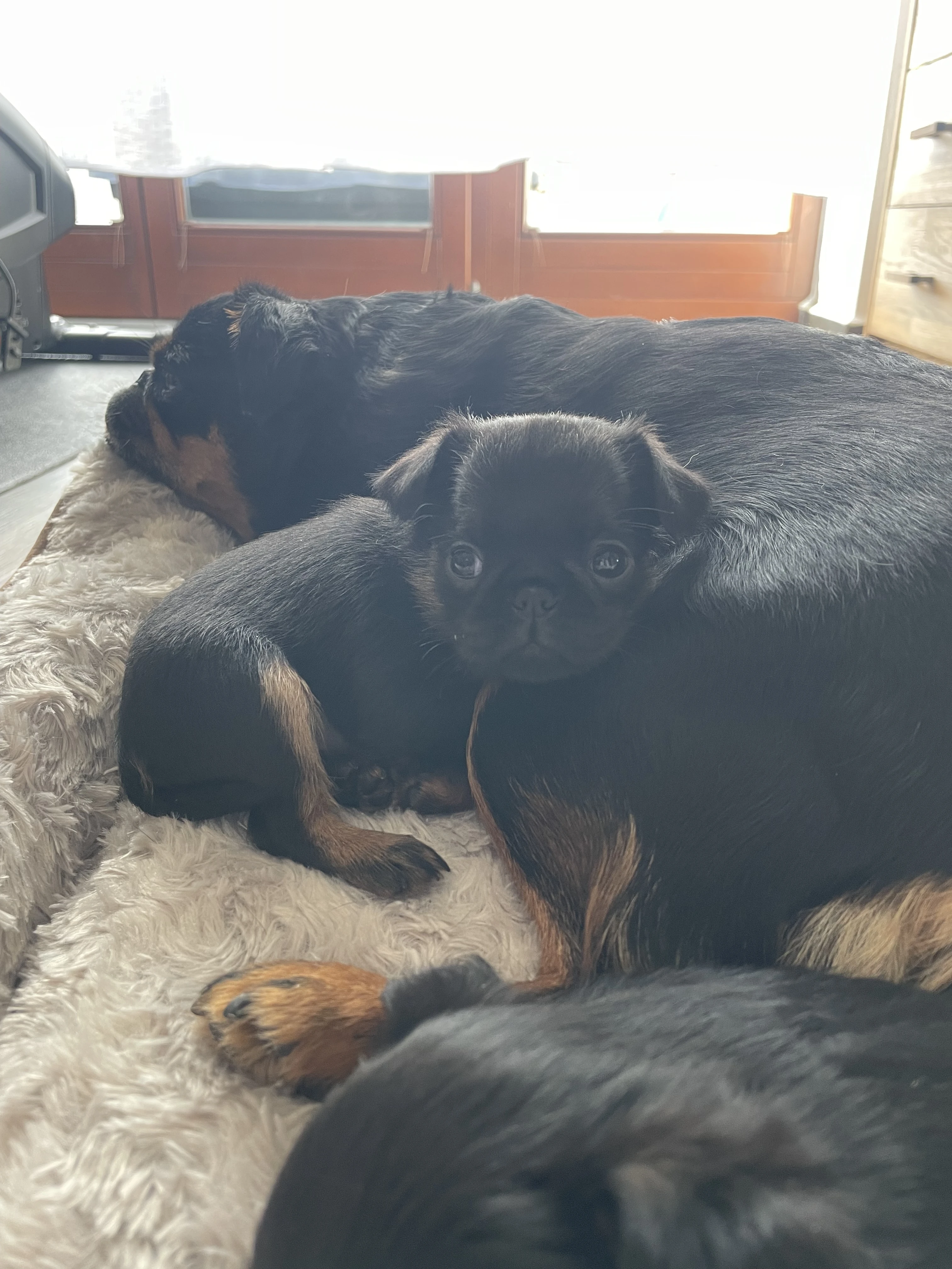 Štěňátko Brabantík