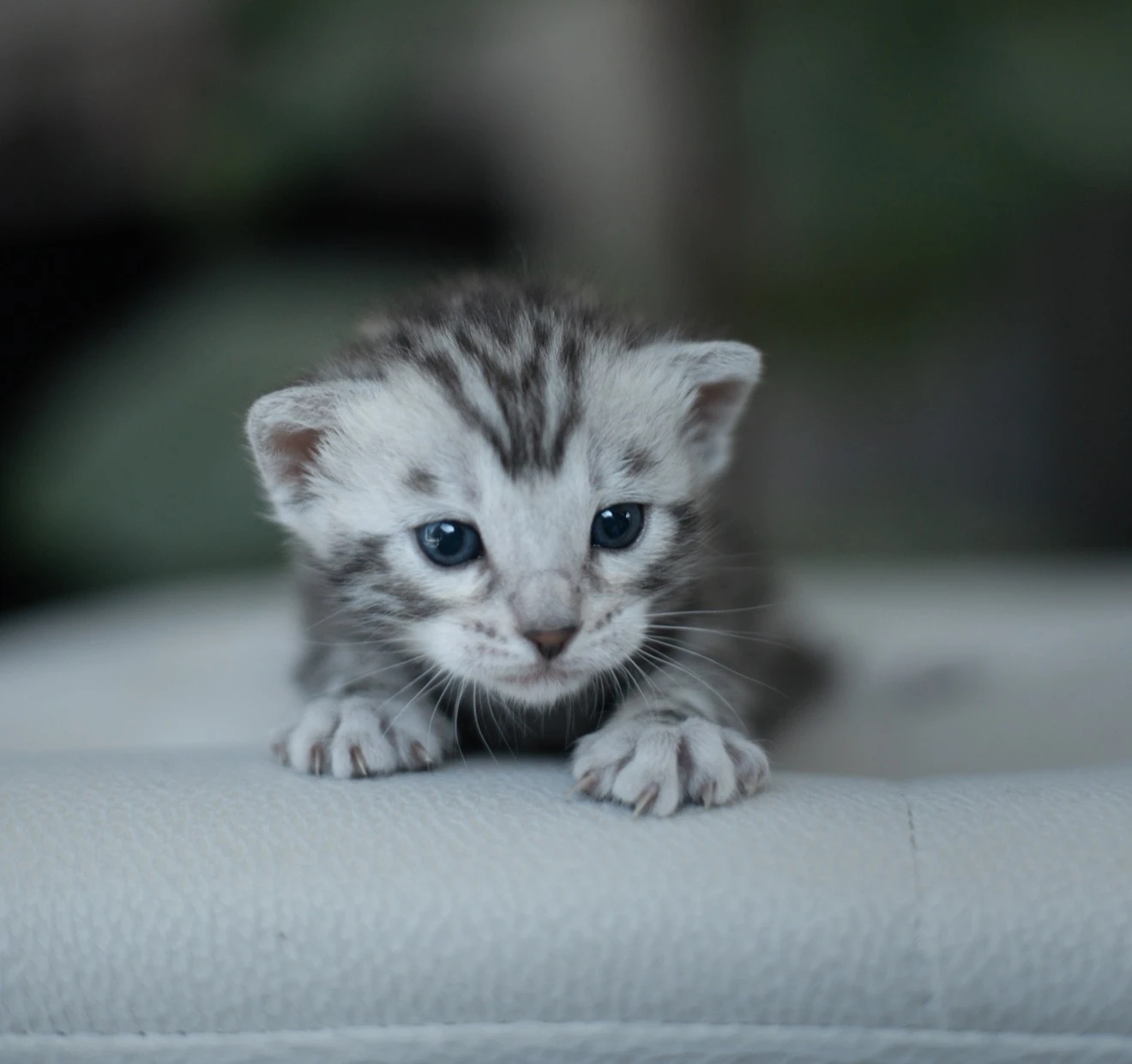 Bengálská kočka, kocour s PP