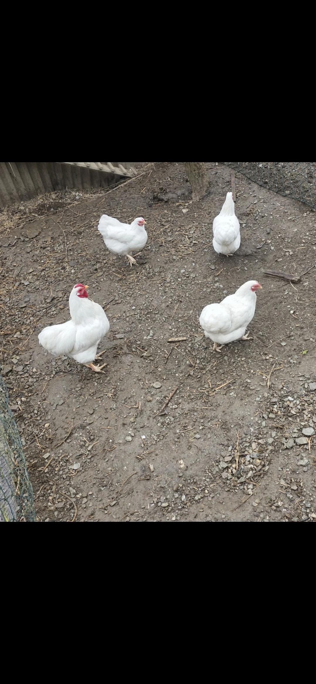 Násadová vajíčka zdrobnělých Wyandotek