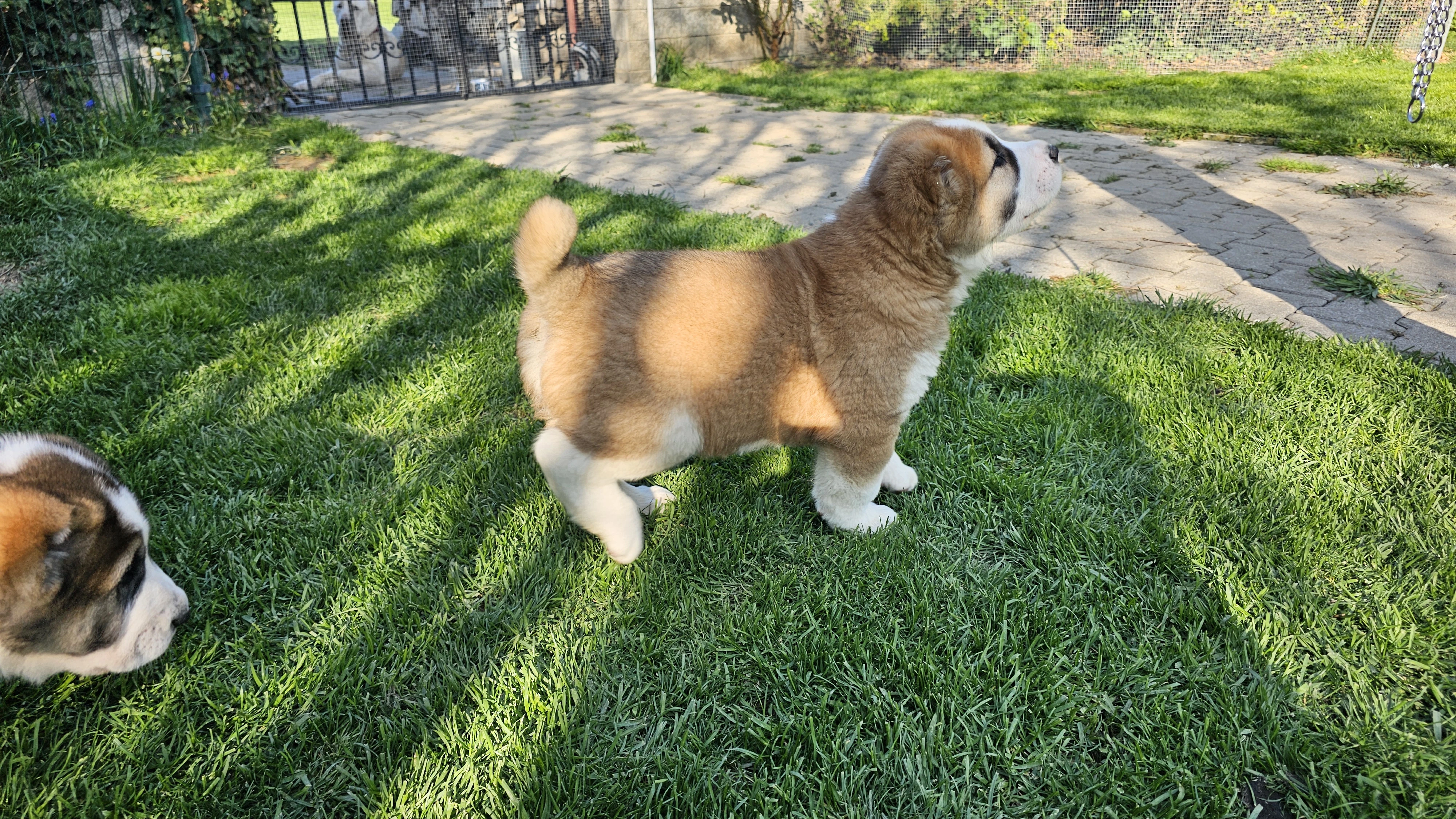 Stredoázijský pastiersky pes – šteniatka s PP z chovnej stanice Al-Azhar