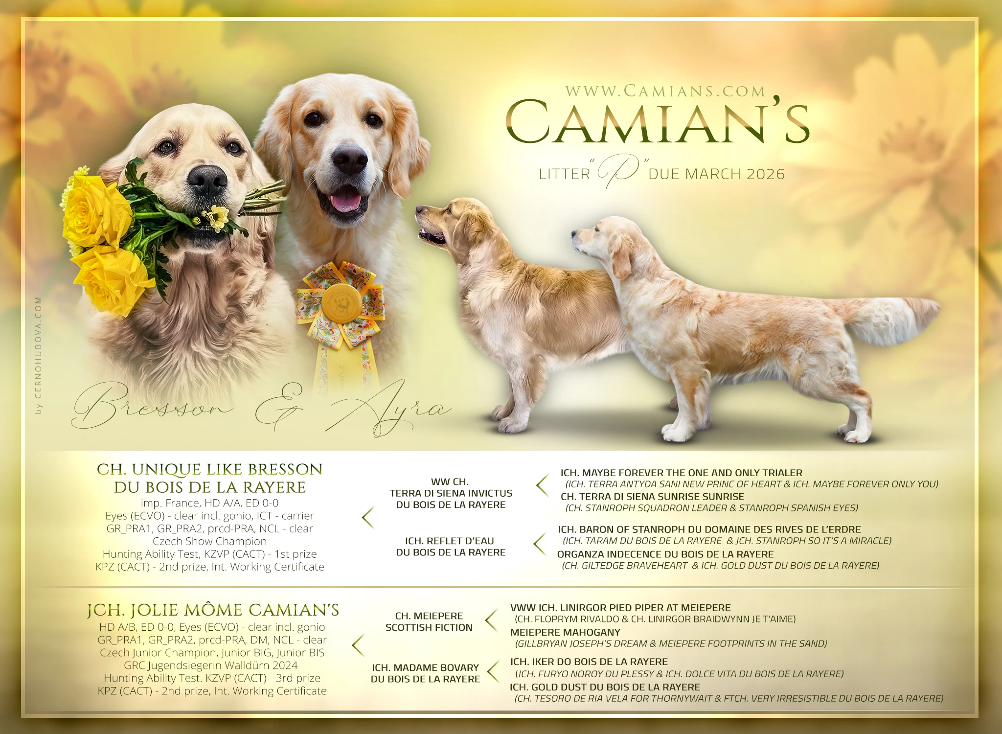 Velmi perspektivní pejsek zlatého retrievera s PP