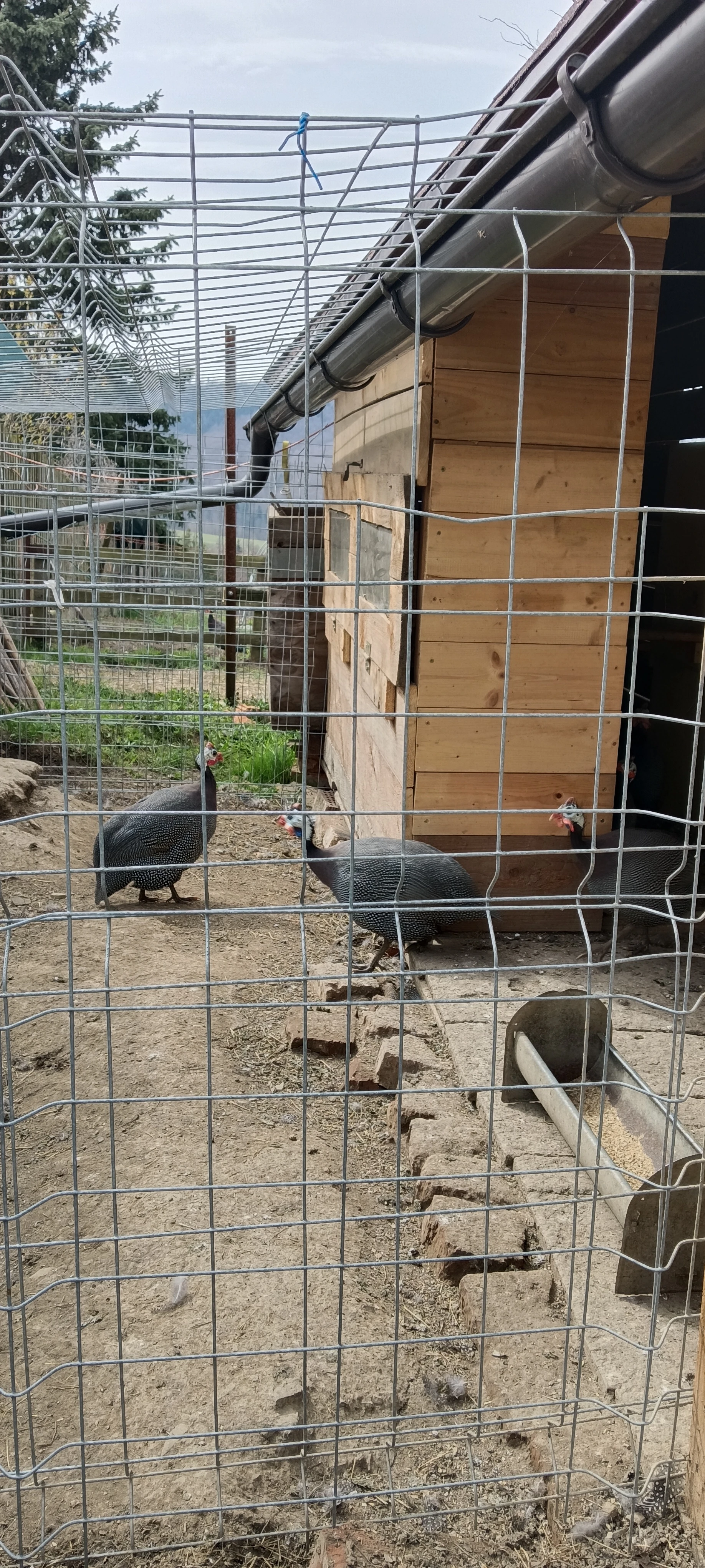 Prodám modrého perláka