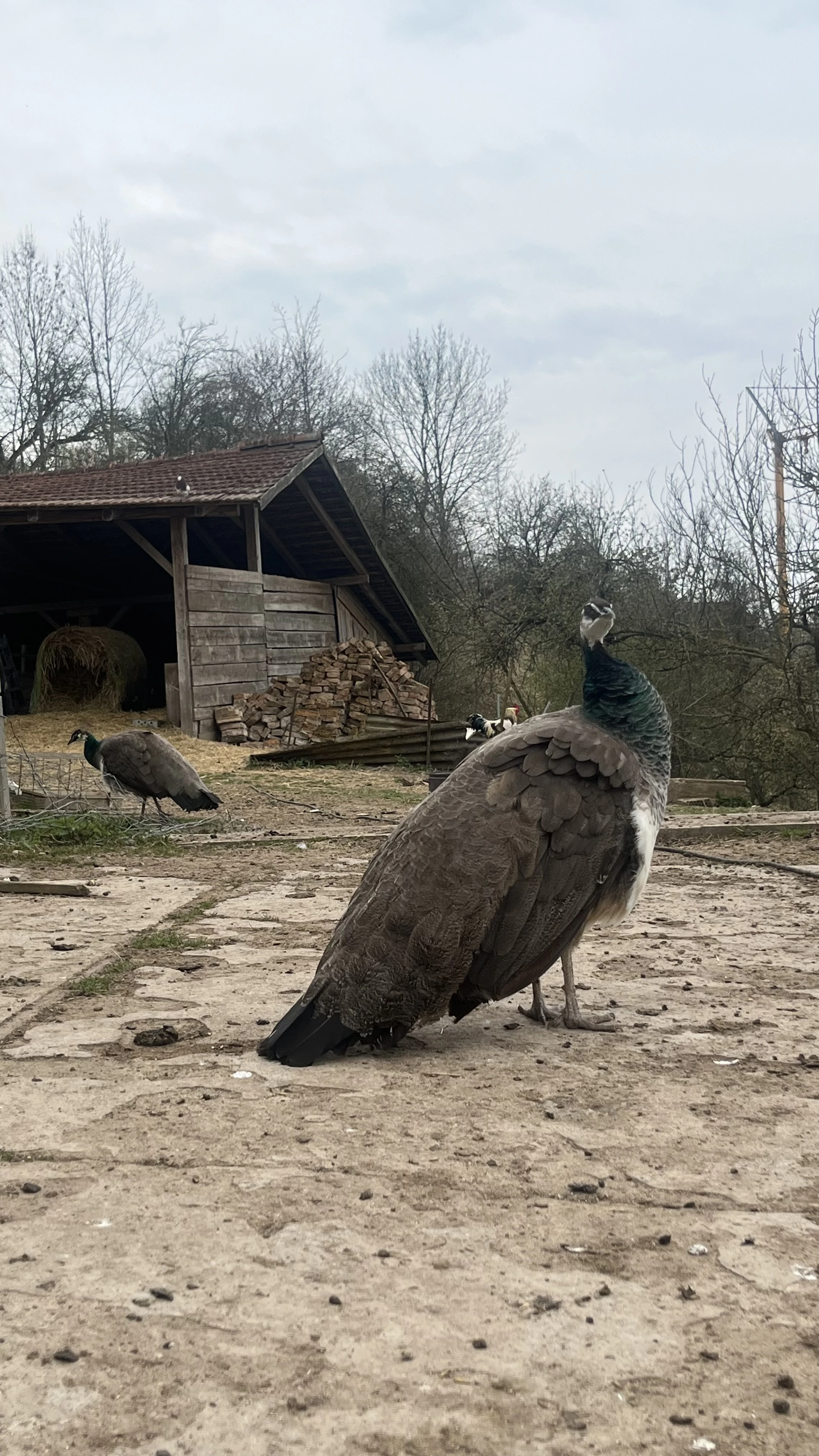 Páv korunkatý (modrý)