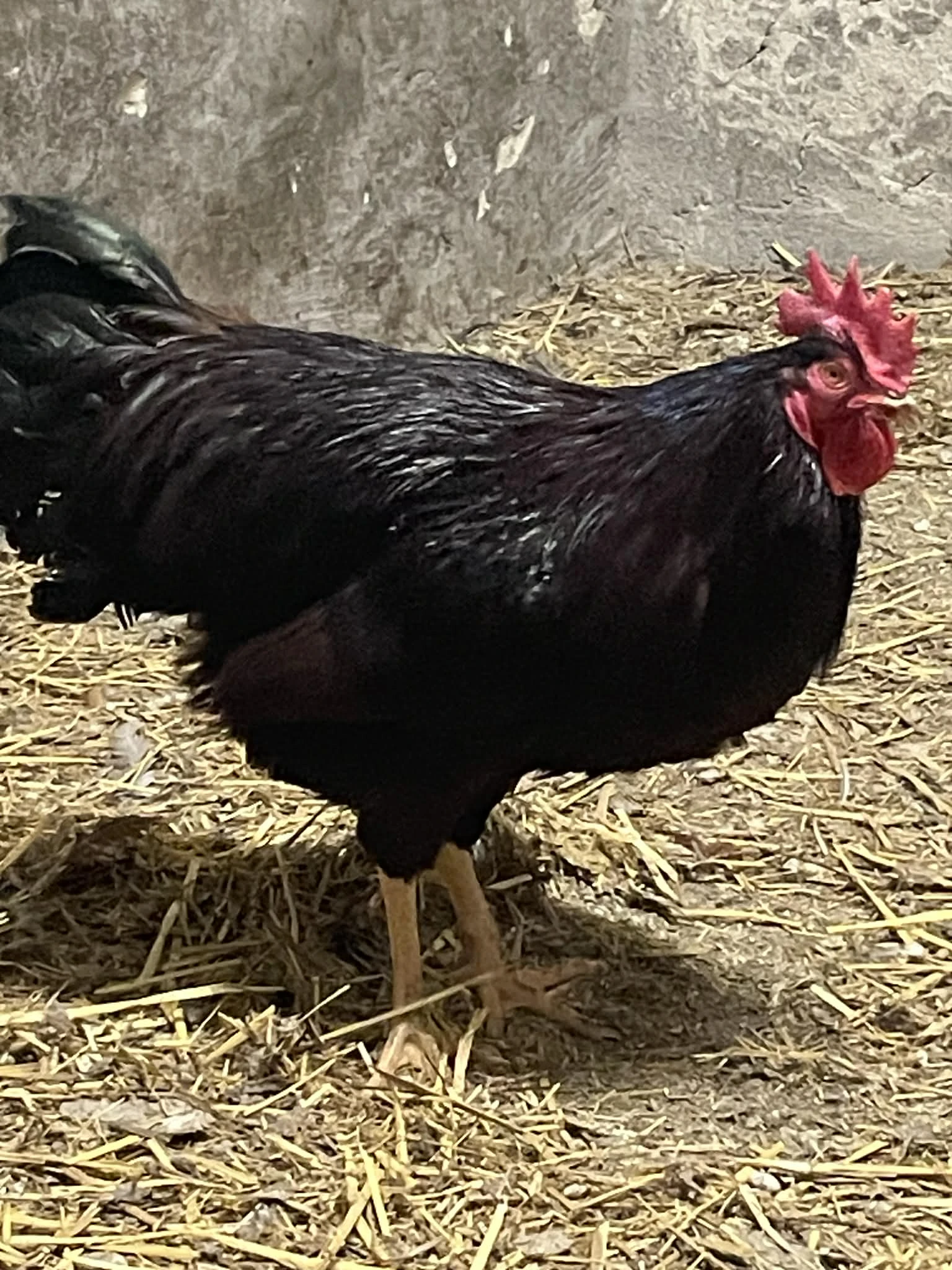 Mladý kohout Rodajlendka