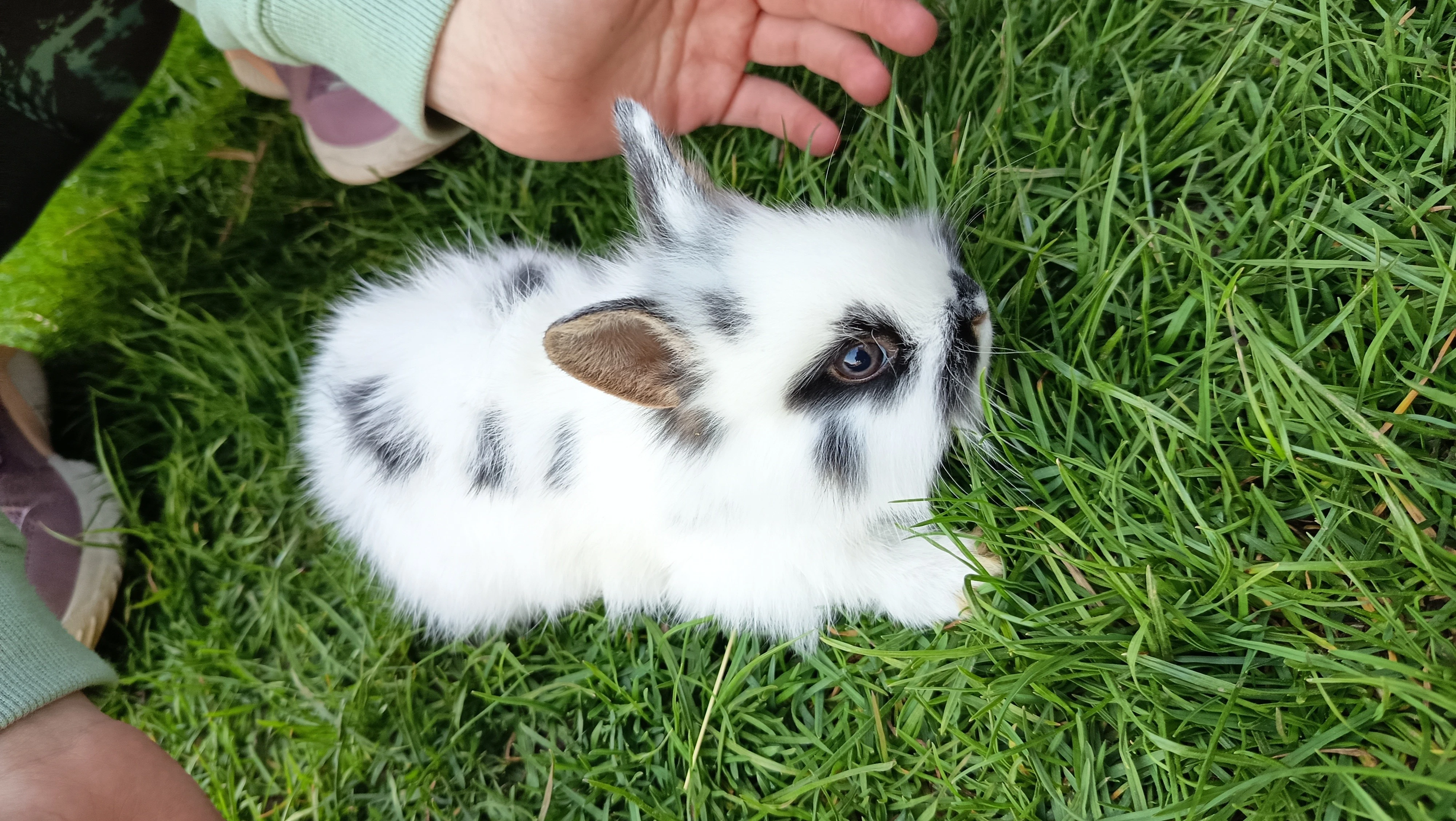 3x zakrslý králík