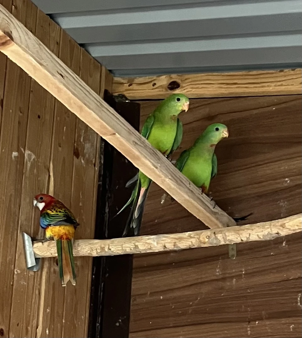 Papoušek nádherný