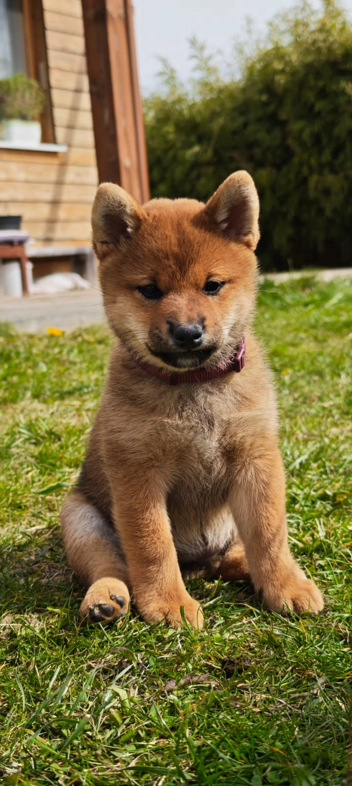 Nabízím k prodeji fenečku Shiba Inu
