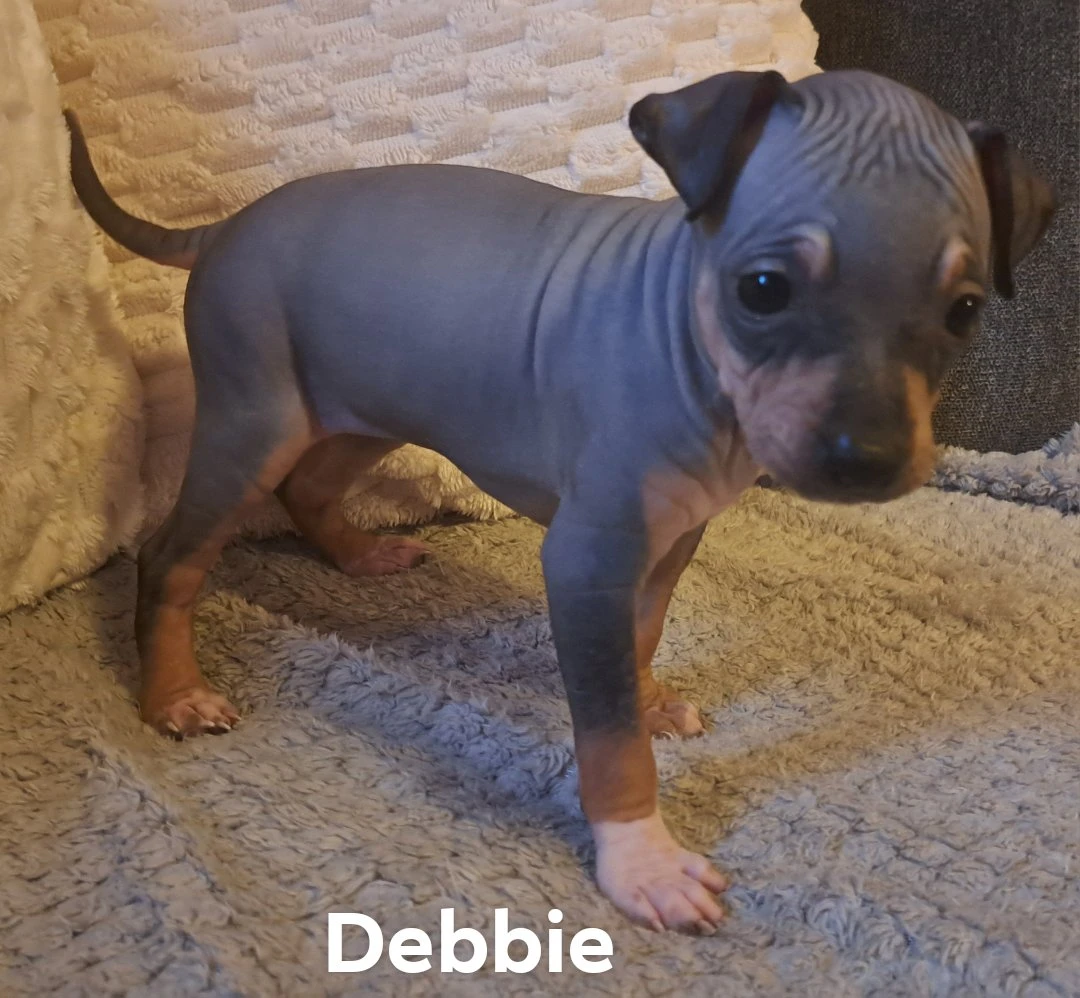 Americký bezsrsty terier fci