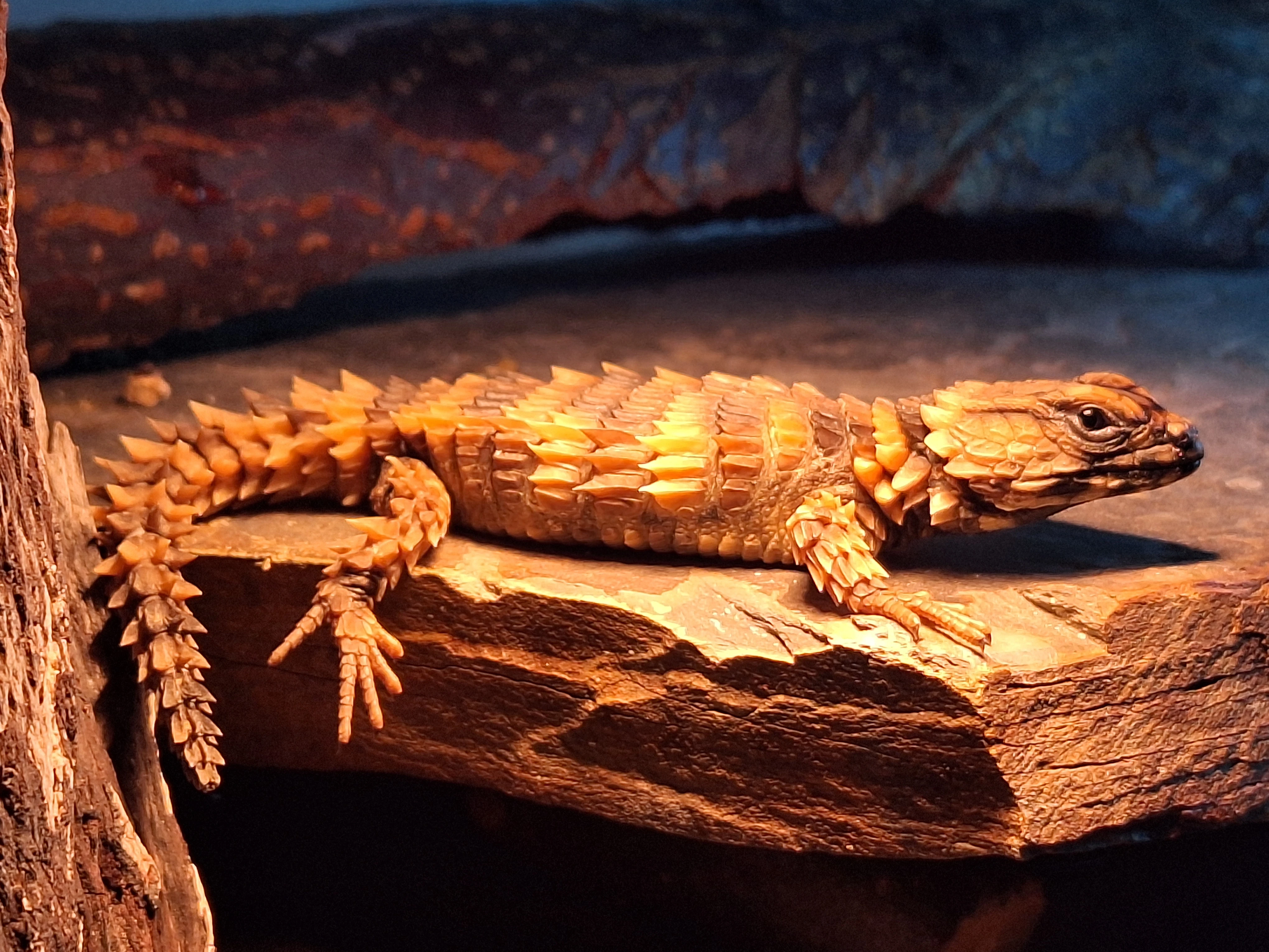 Ouroborus cataphractus