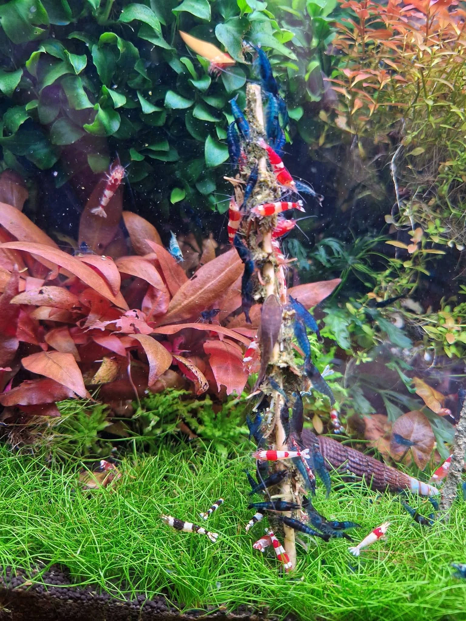 Vlastní domácí lízátka pro krevetky, šneky a ryby. Krmení pro krevetky.