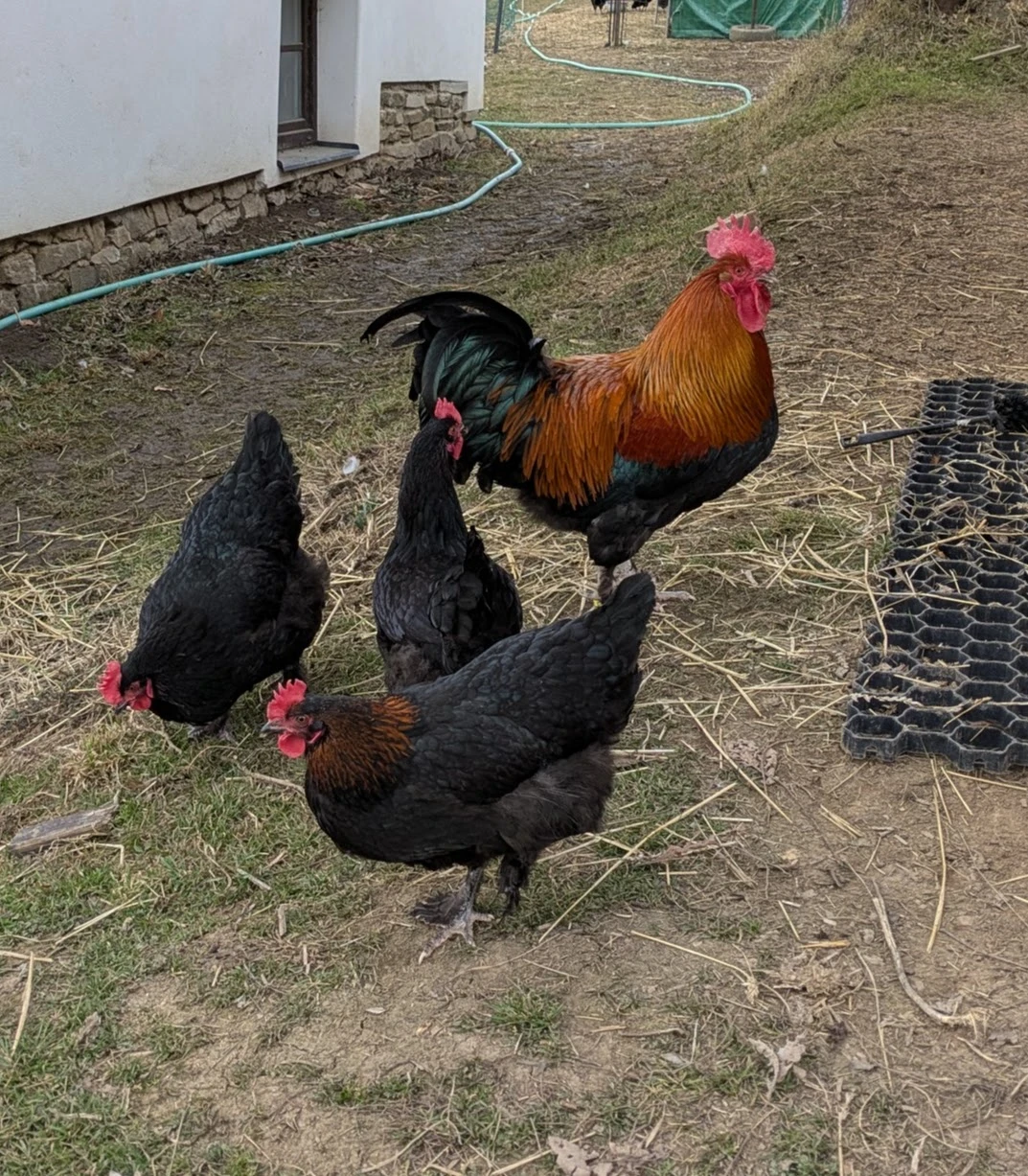 Maranska černá měděněkrká - NV