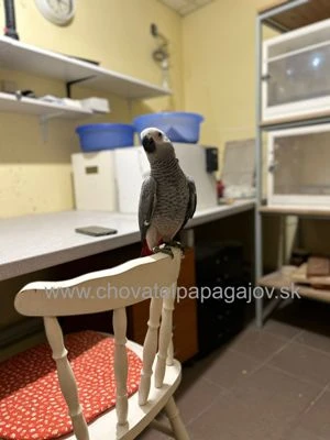 Žako kongo - krotké, ručne dokŕmené mláďatá