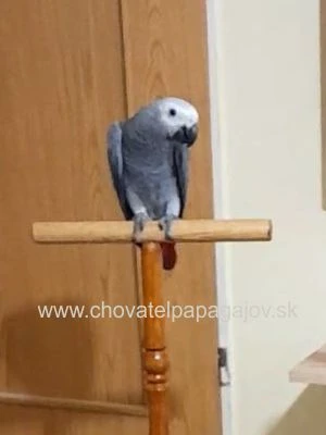 Žako kongo - krotké, ručne dokŕmené mláďatá