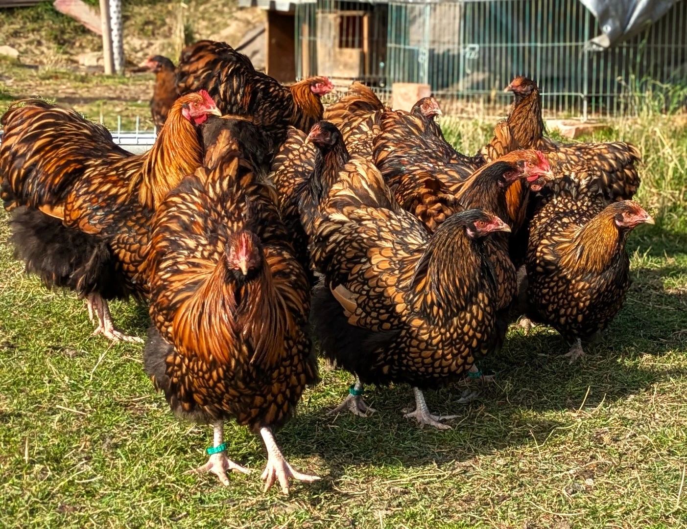 Orpingtonka žlutá černě lemovaná - nv