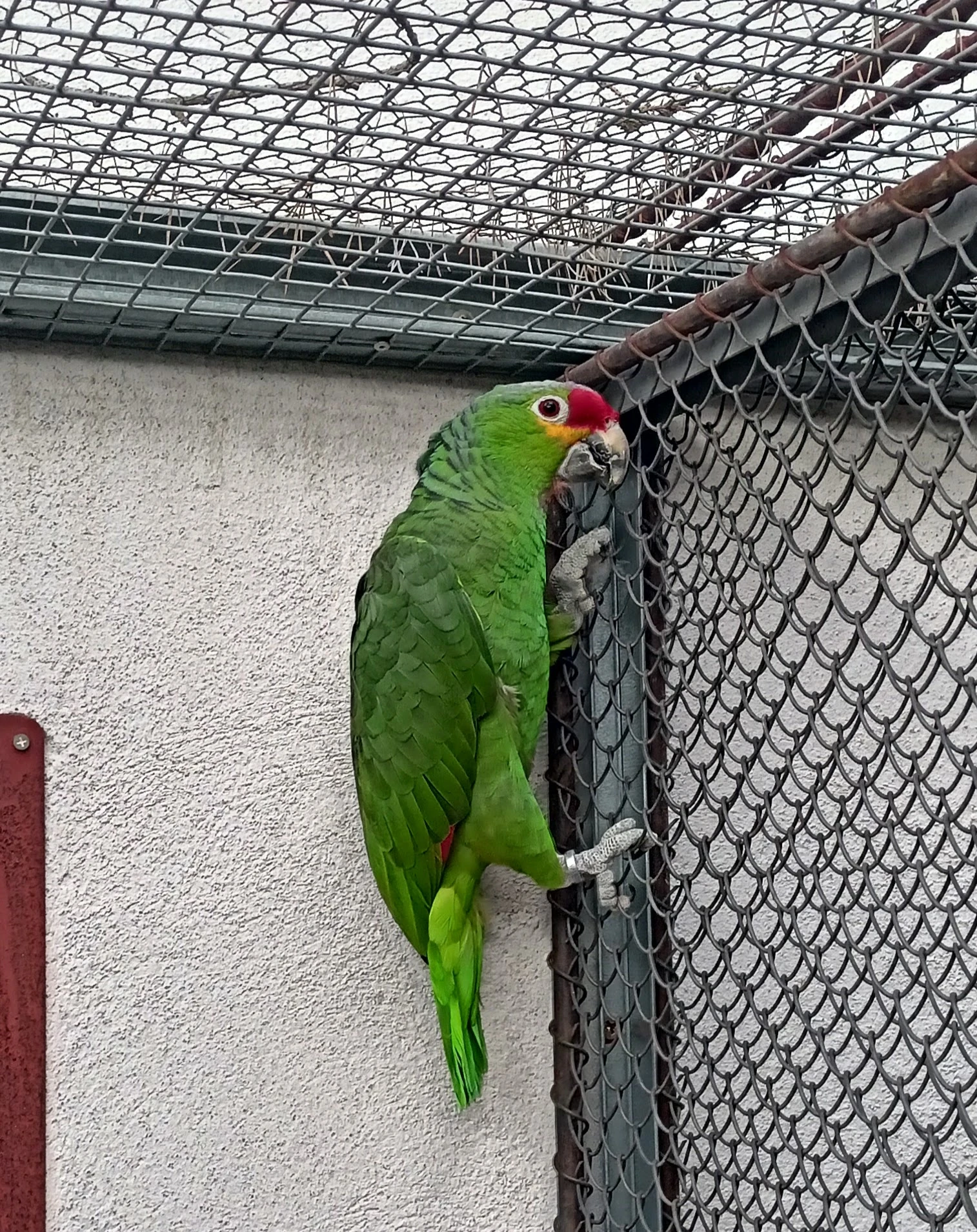 Amazoňan žlutolící