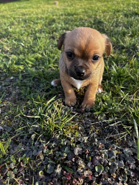 Čivava - štěňata bez PP