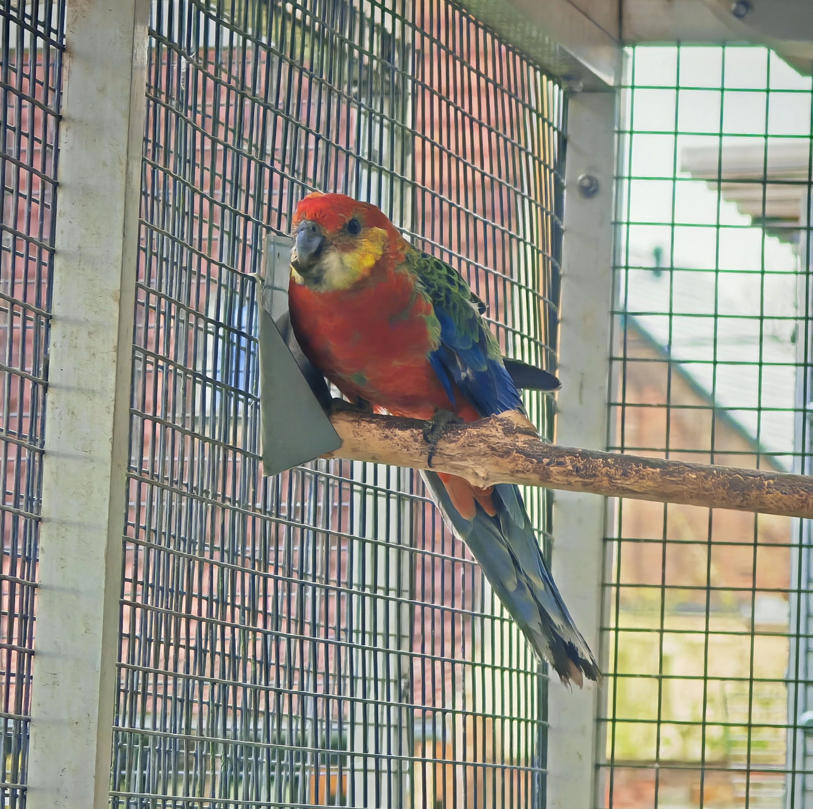 Rosela žlutolící KOUPÍM samičku rok 2025