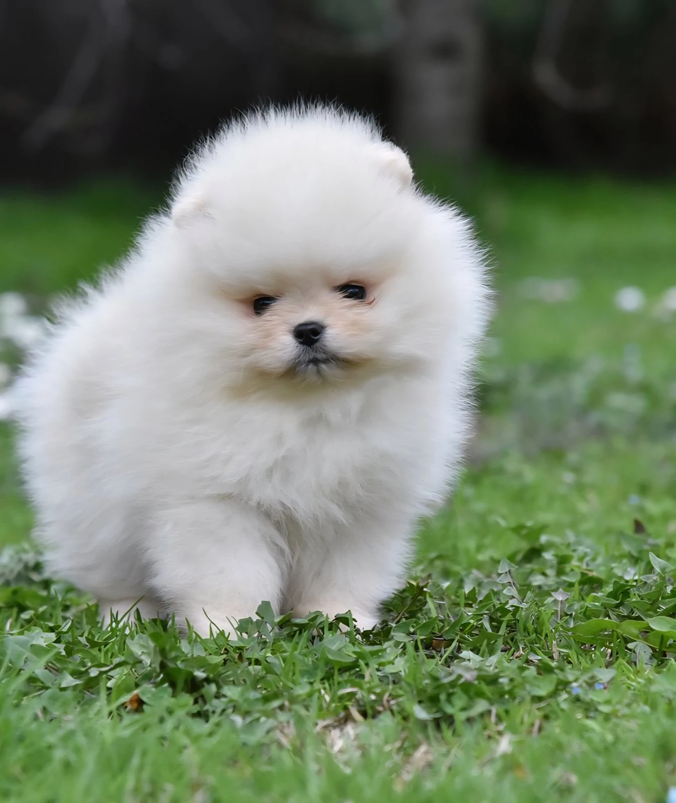 Pomeranian BOO medvídci, Štěňata Pomeranian Spitz