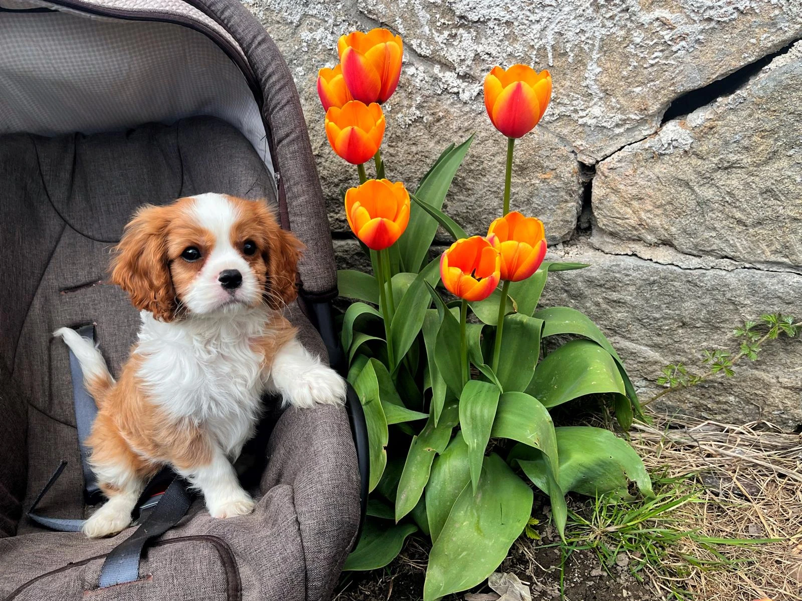 Kavalír King Charles Španěl - šteňátka s PP