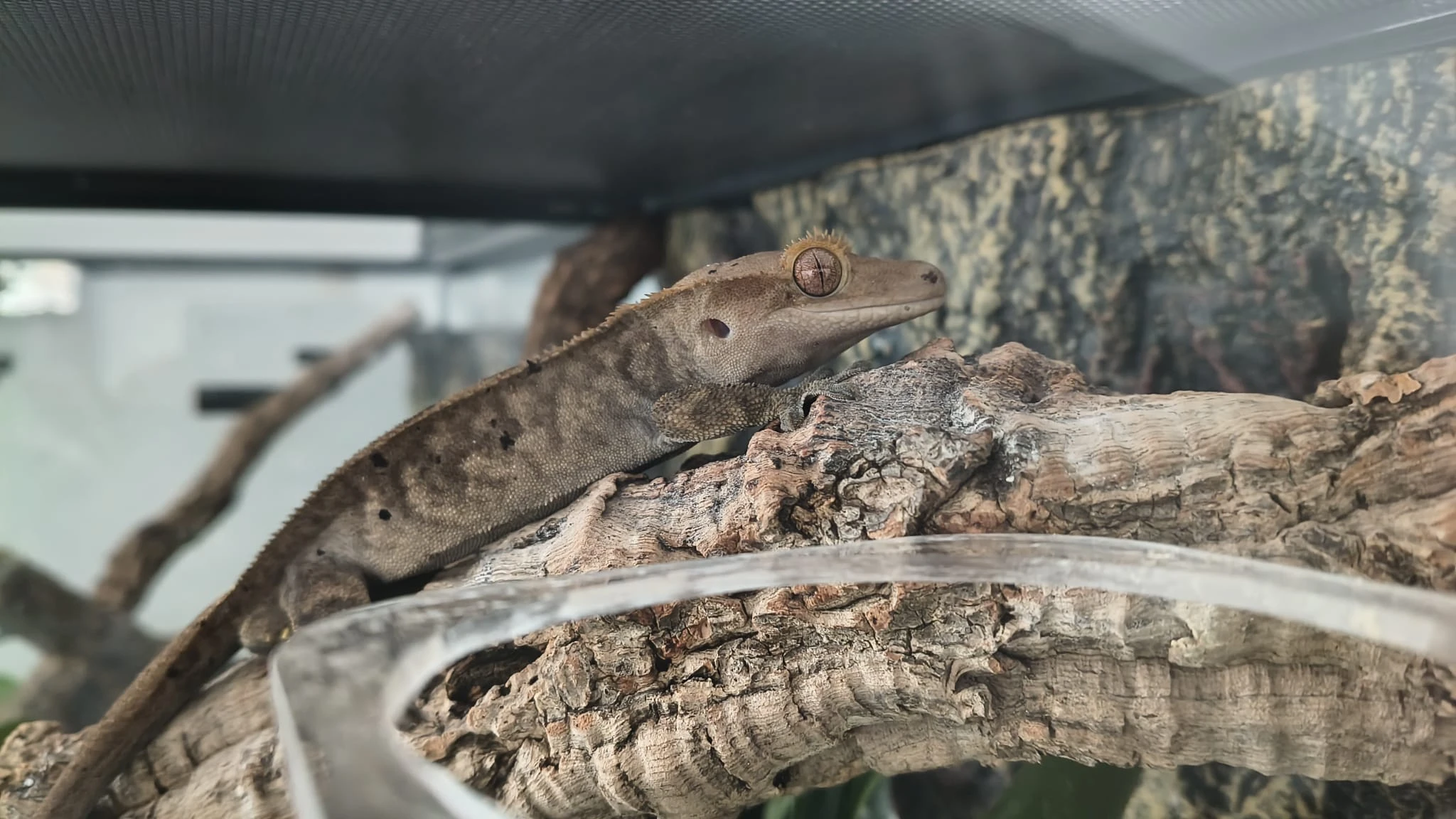 Prodám samce pagekona řasnatého