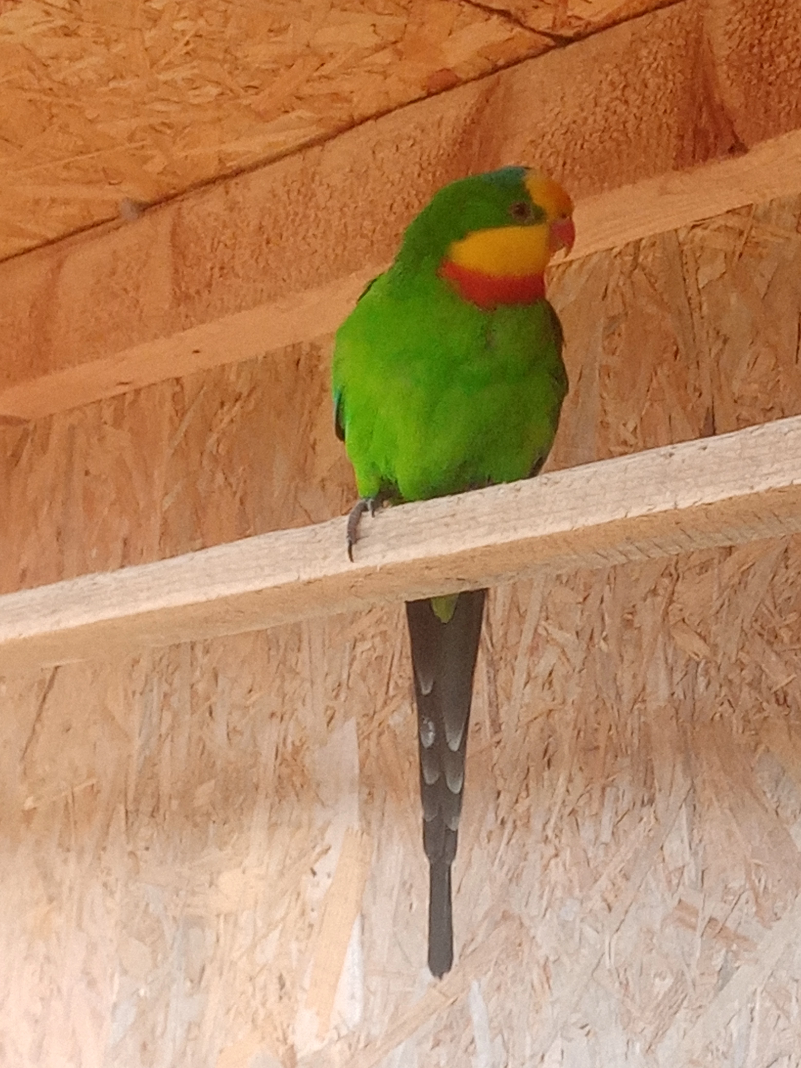 Prodám Papoušek nádherný