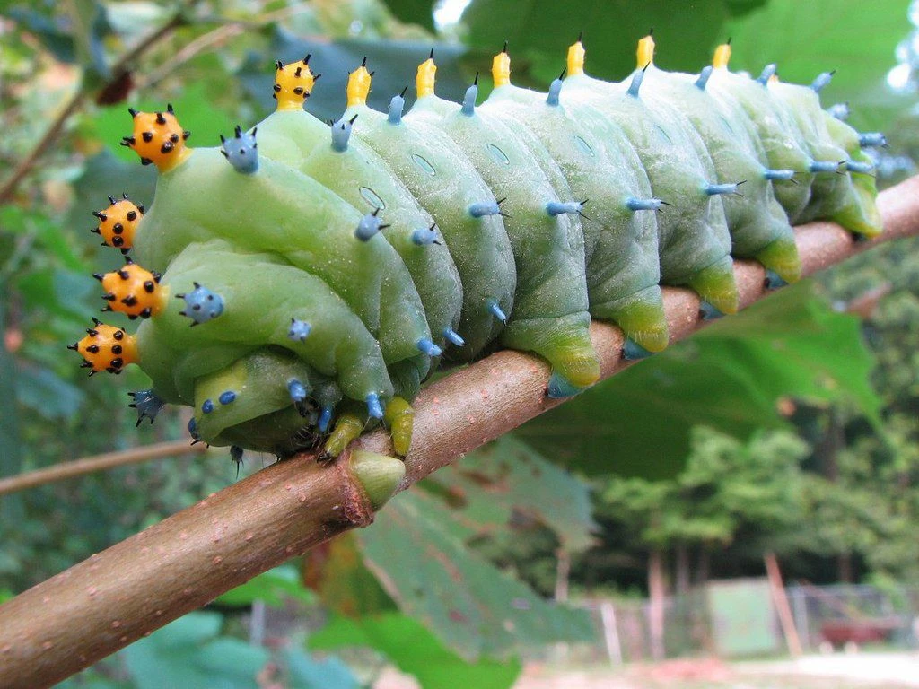 Hyalophora Cecropia Housenky