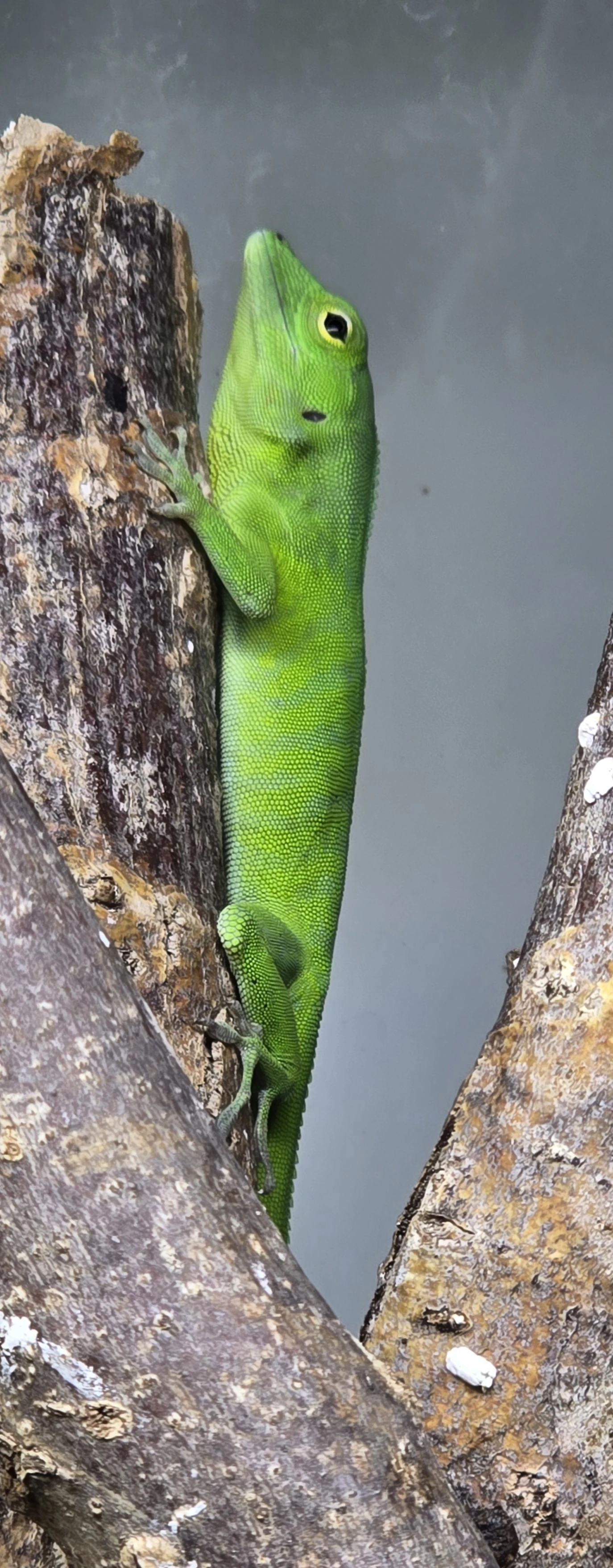 Anolis odchovy
