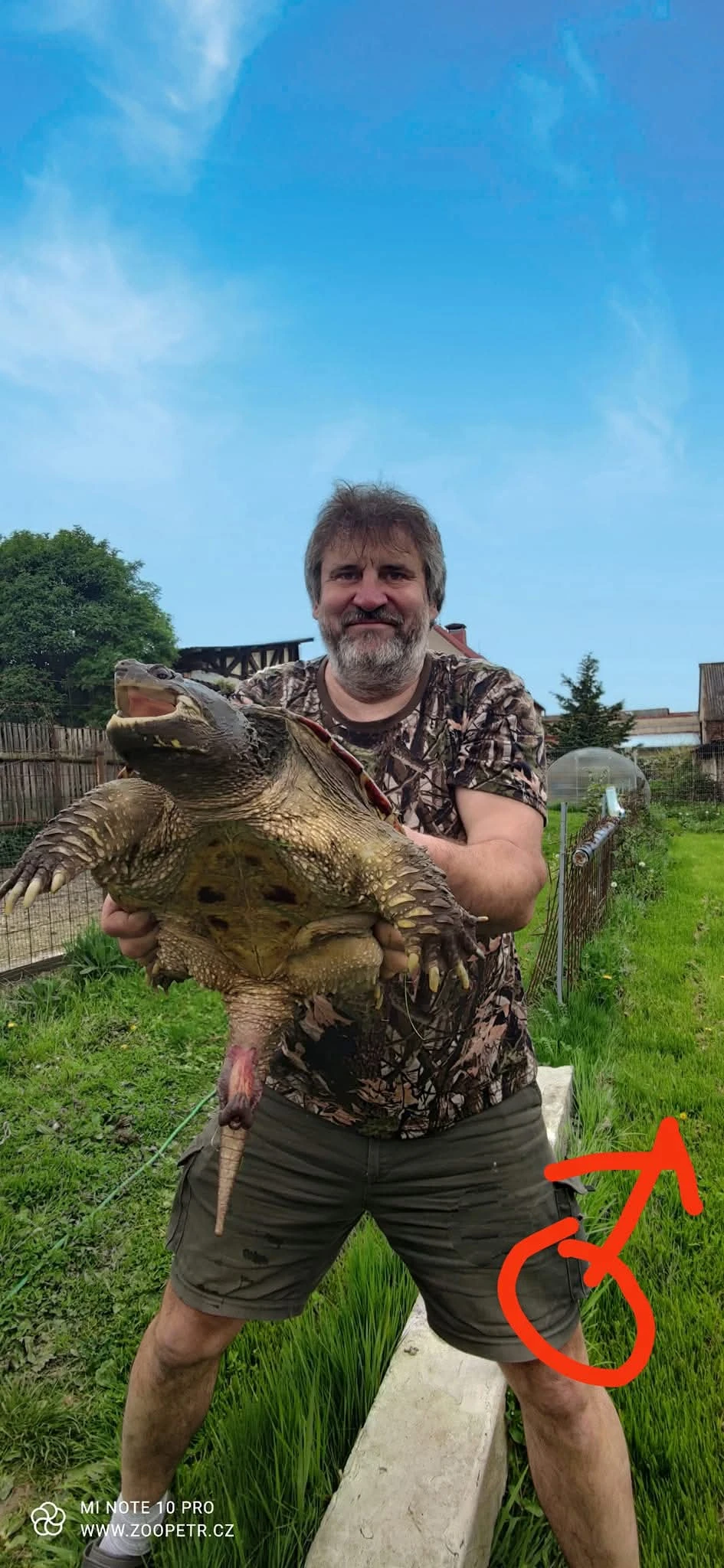 Kajmanka dravá -chovné skupiny