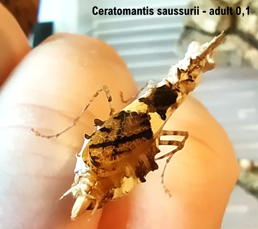 Kudlanky, zákeřnice