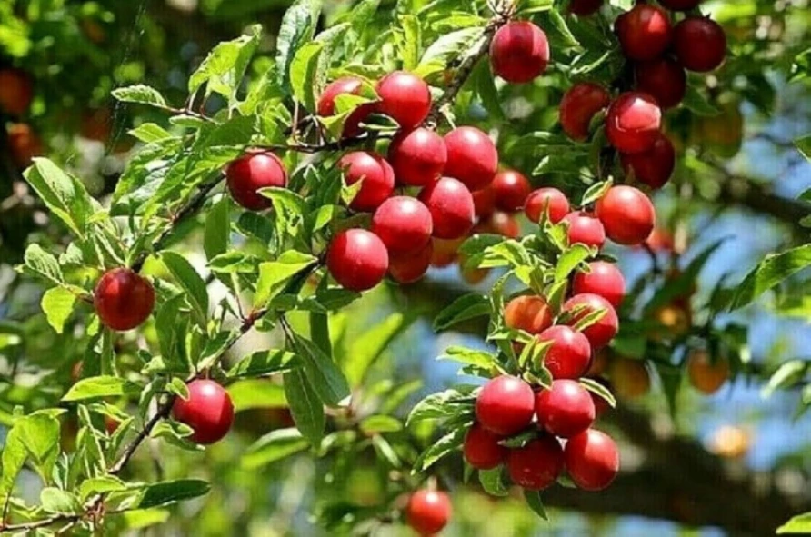 Slivoň - Mirabelka červená