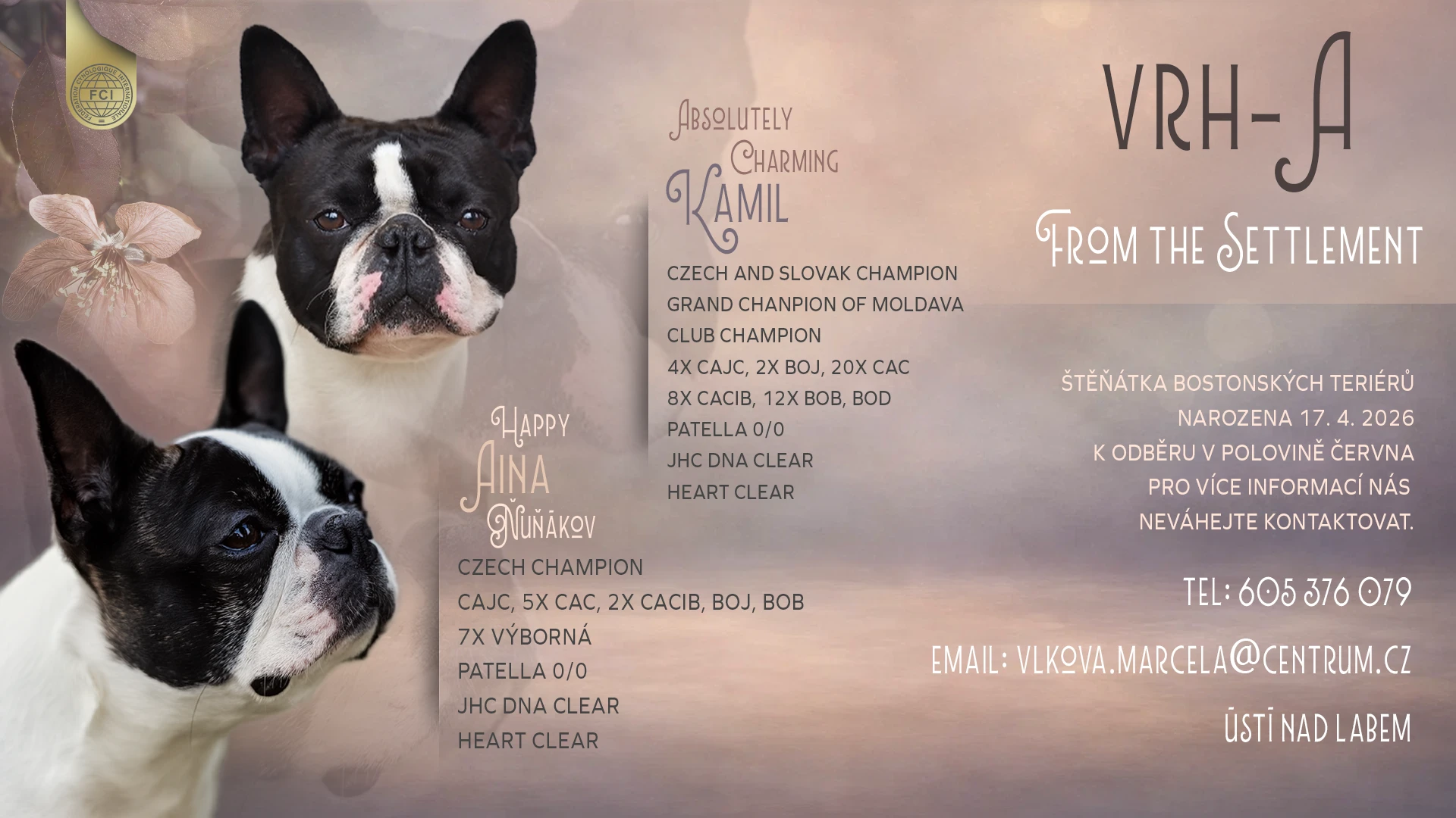 Bostonský teriér s PP FCI