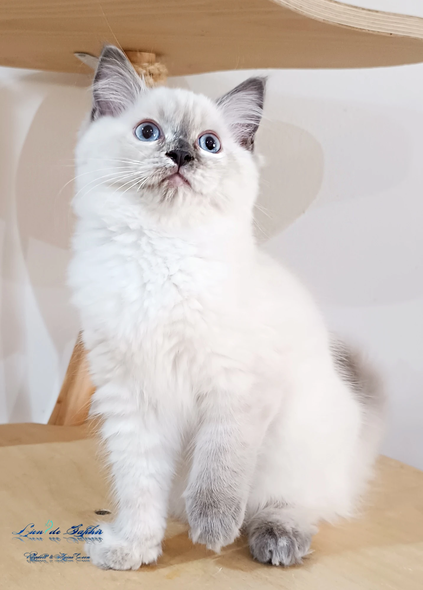 Blue tortie colourpoint slečna