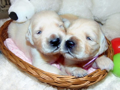 Rezervace štěňátek - fenky Zlatého retrívra s PP-odběr červen 2026