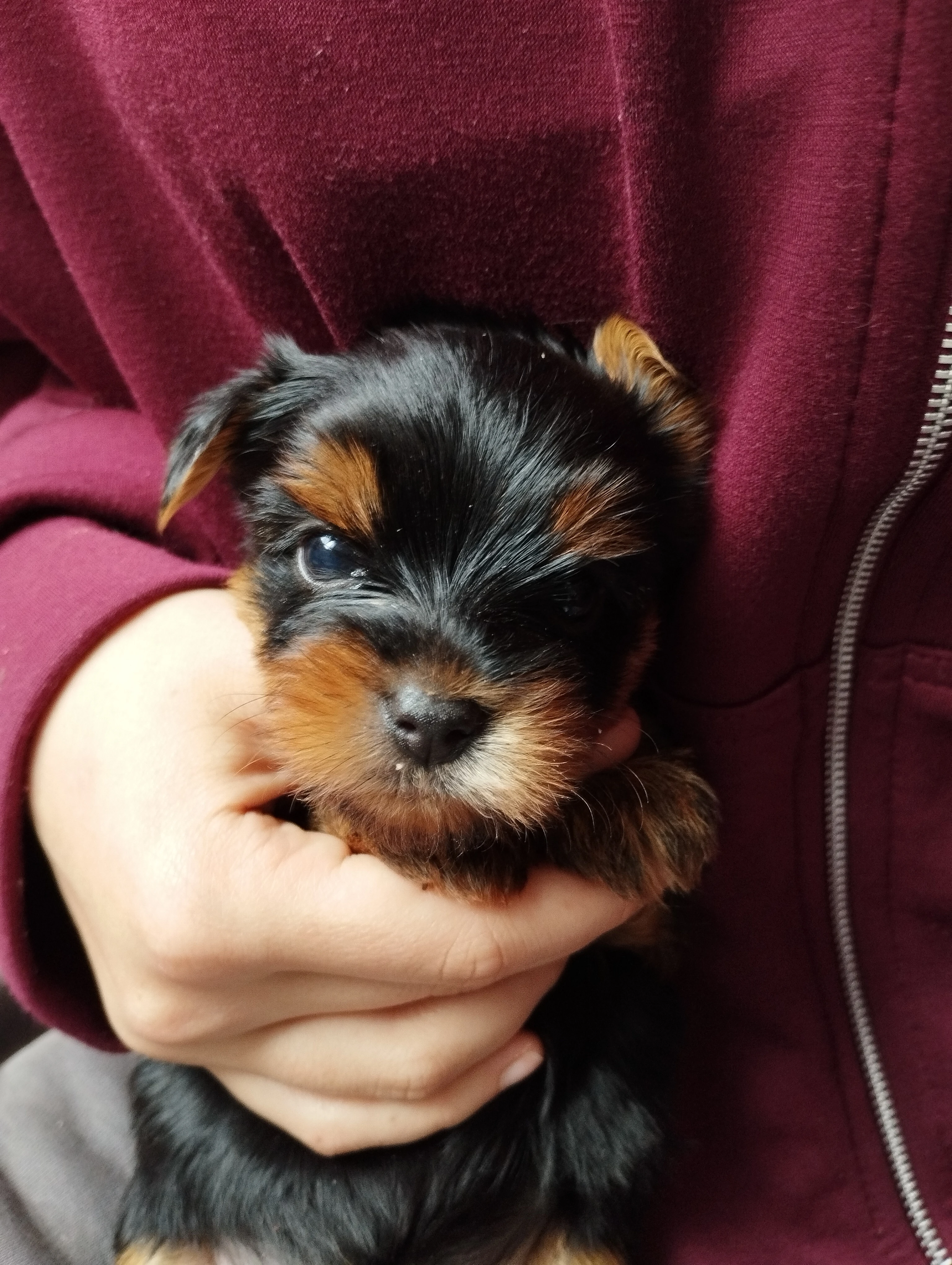 Jorkšírský teriér s PP ( FCI)