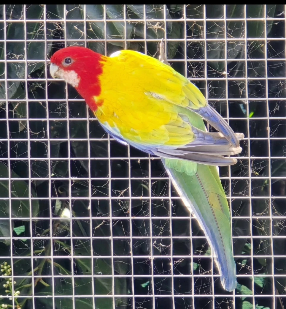 Rosela pestrá Gold/ Opalin