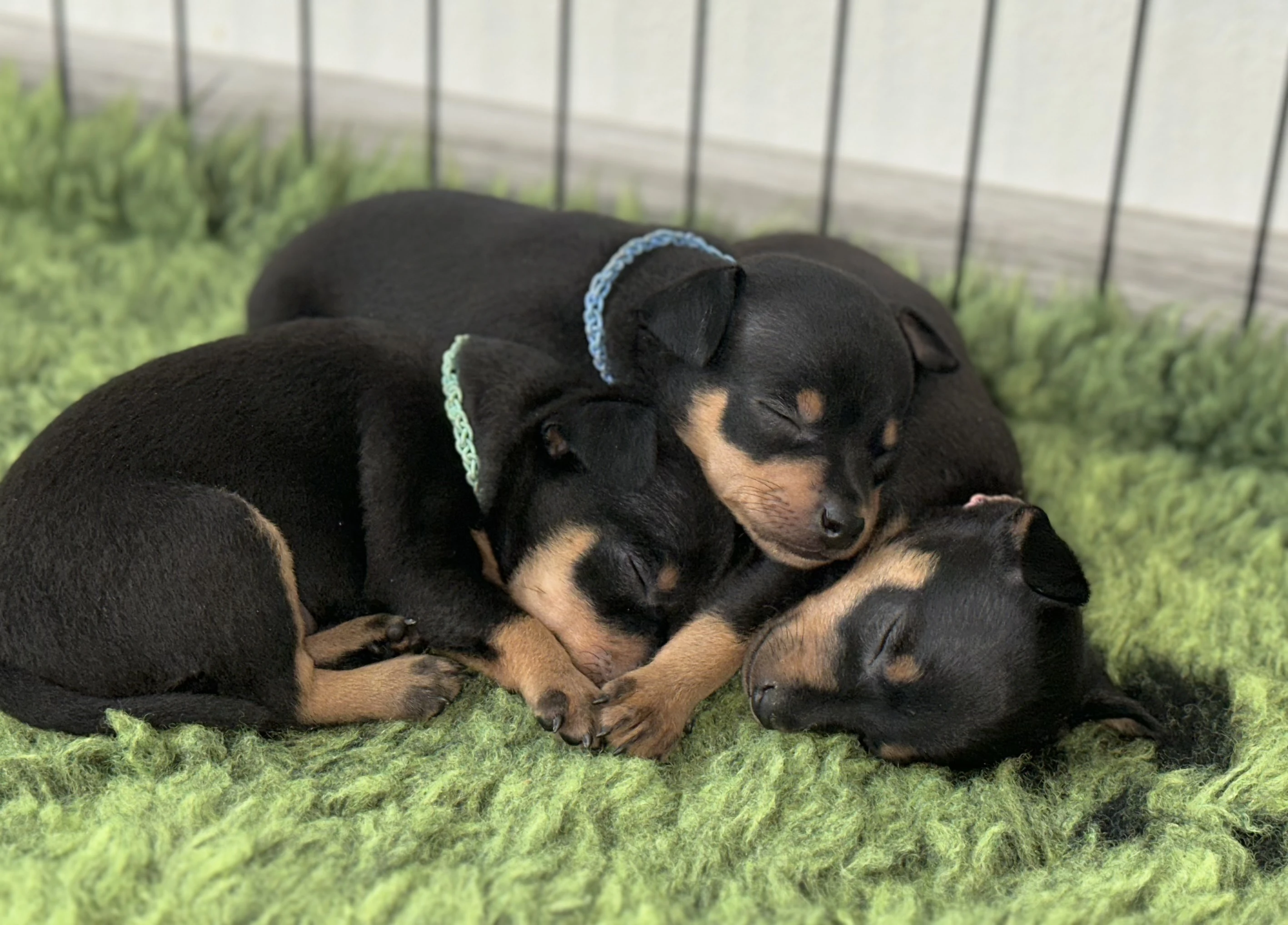 Štěňátka pražského krysaříka