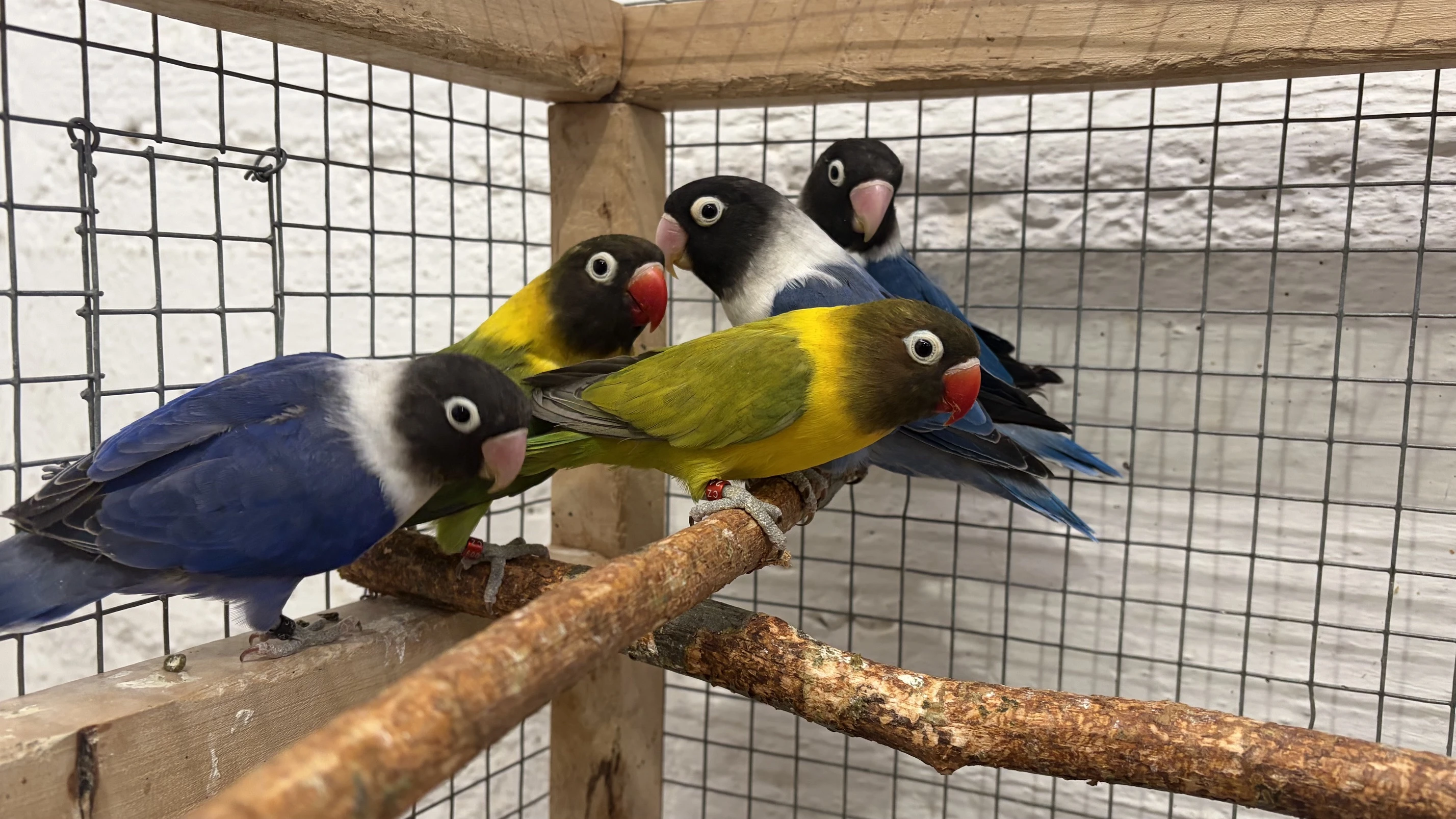 Agapornisové škraboškoví - z výstavních rezerv