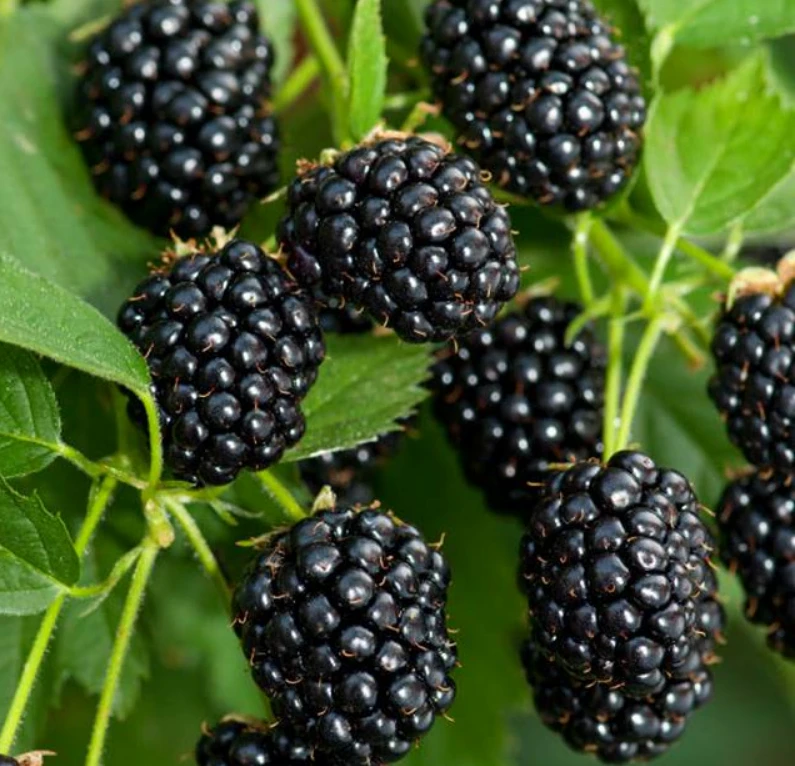 Ostružina beztrnná Navaho