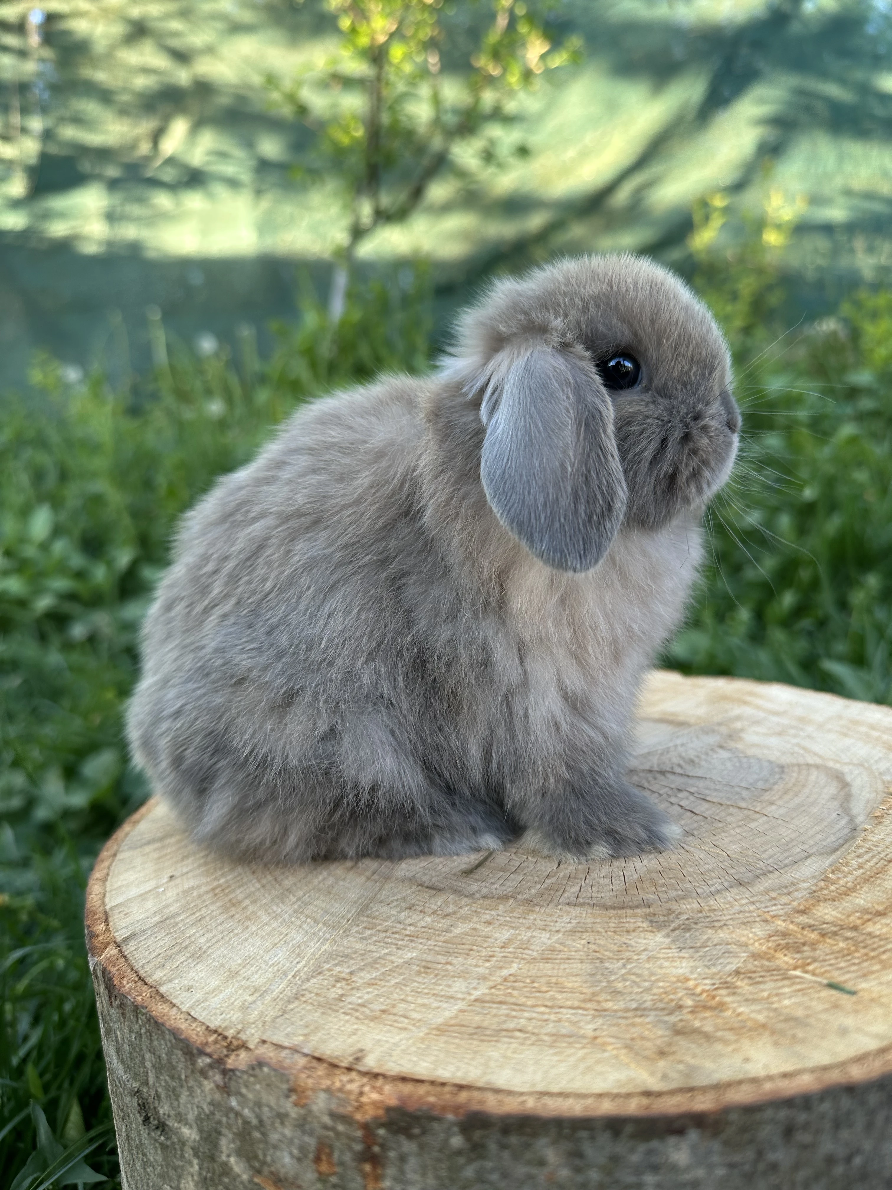 Zakrslý králíček Minilop beránek