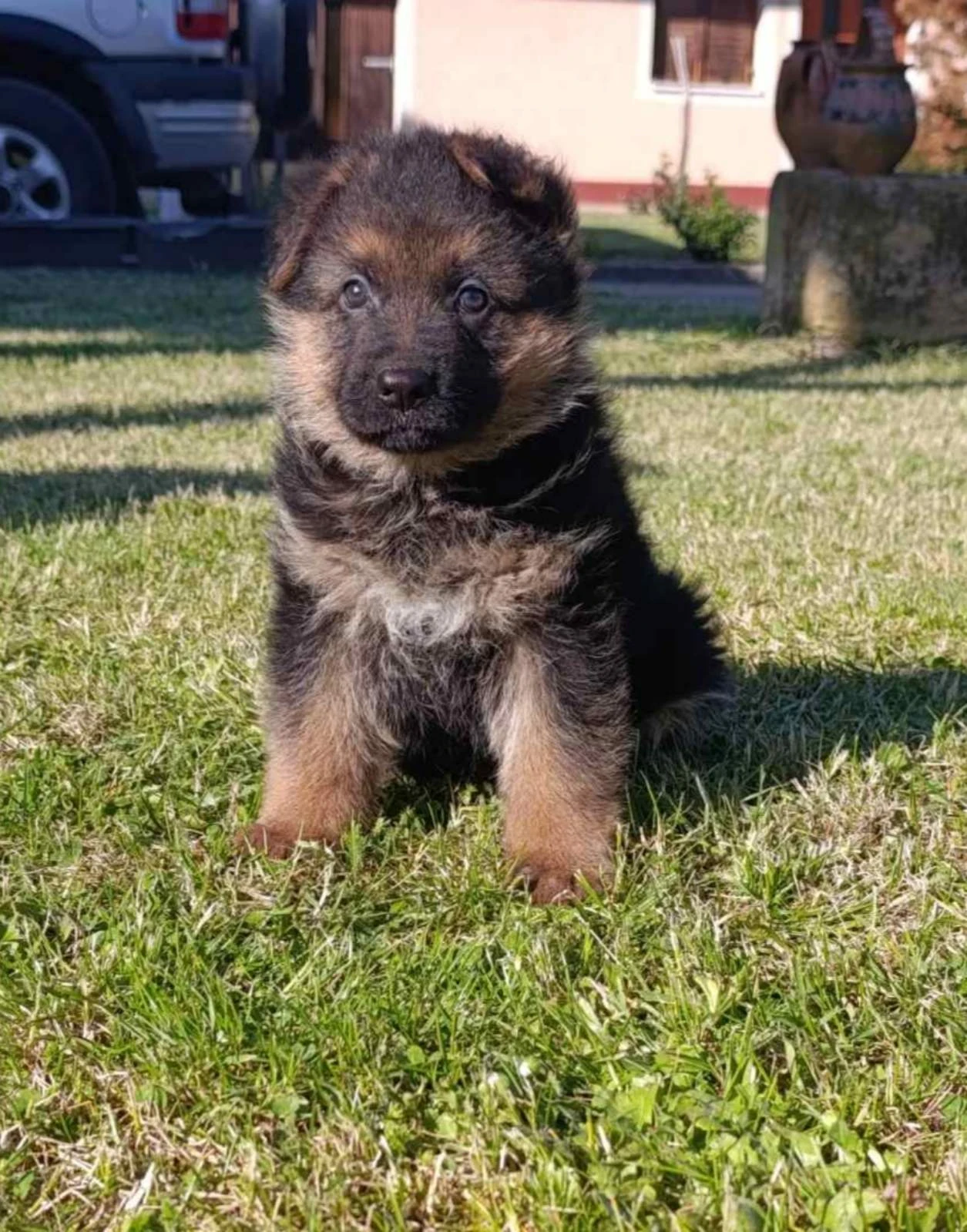 Německý ovčák krásná štěňata