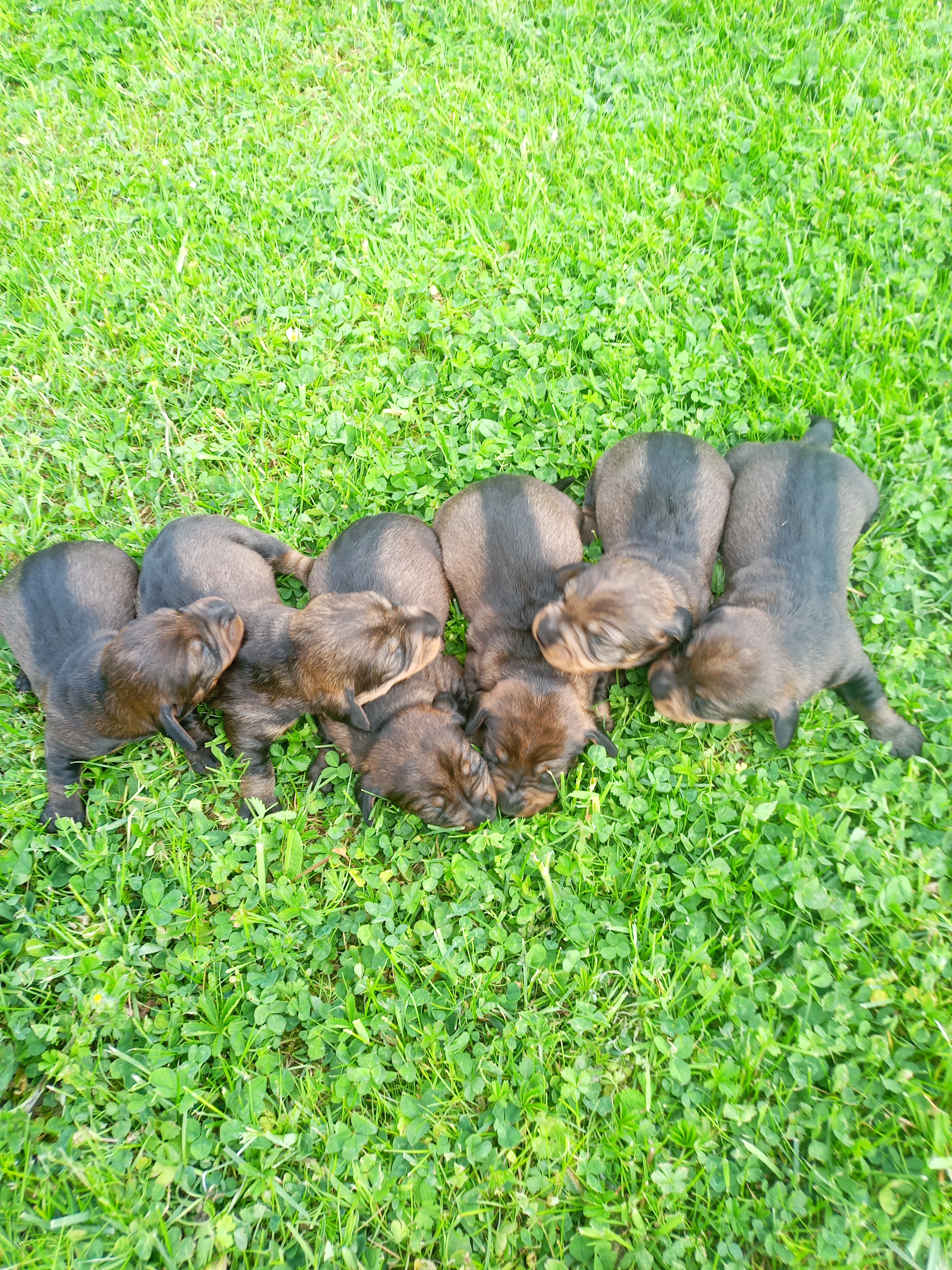 Jezevčík drsnosrstý standard