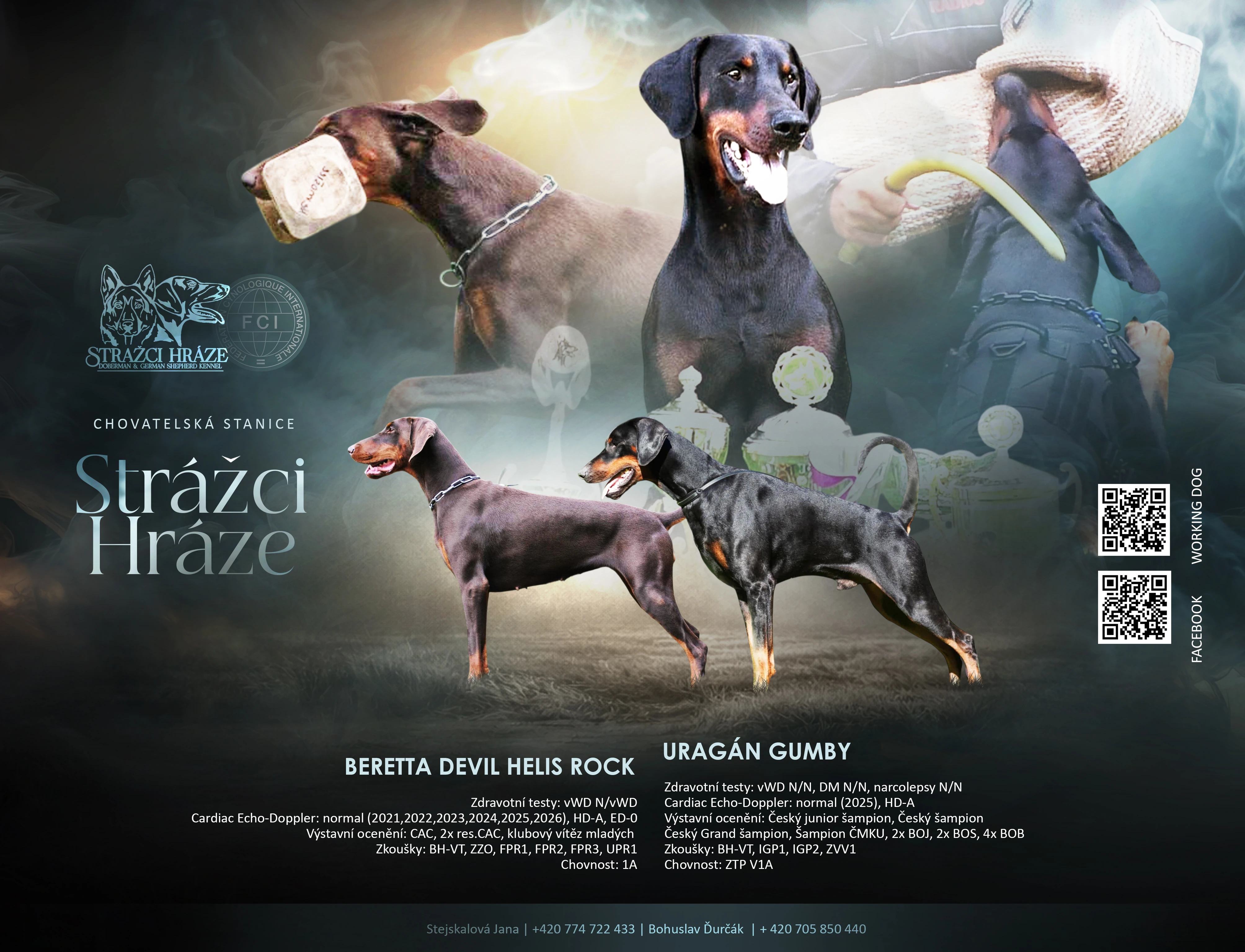 Dobrman - štěňata s PP FCI