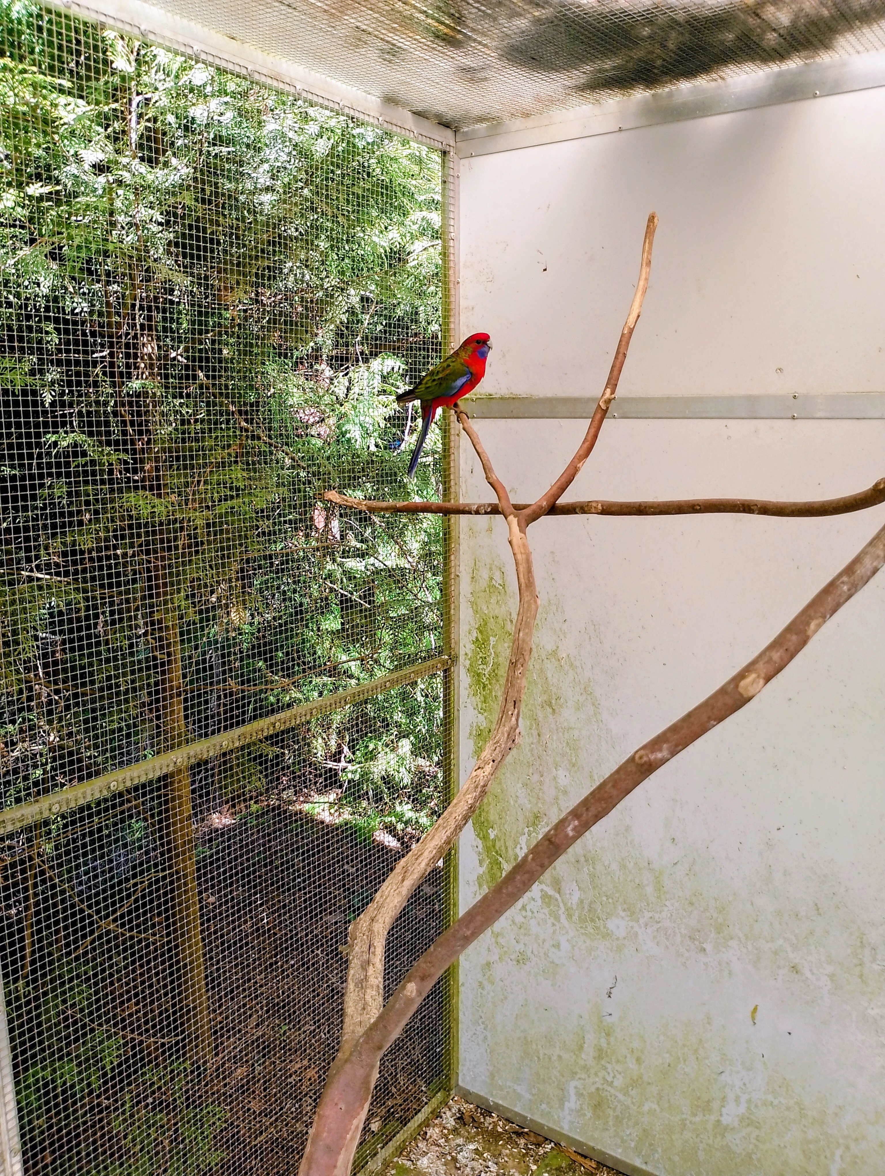 Rosela penant přírodní