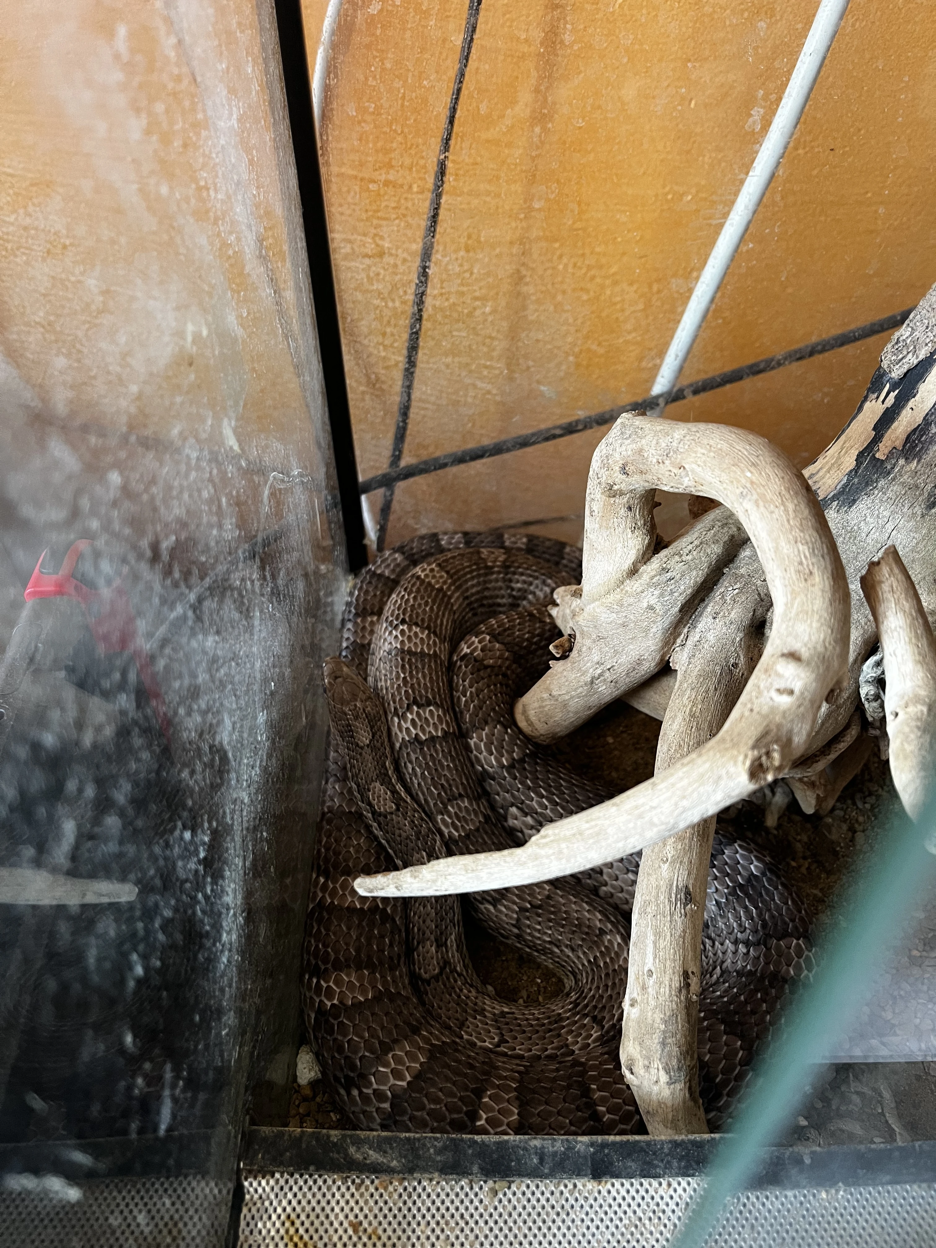 Prodám samce a samici elaphe guttata