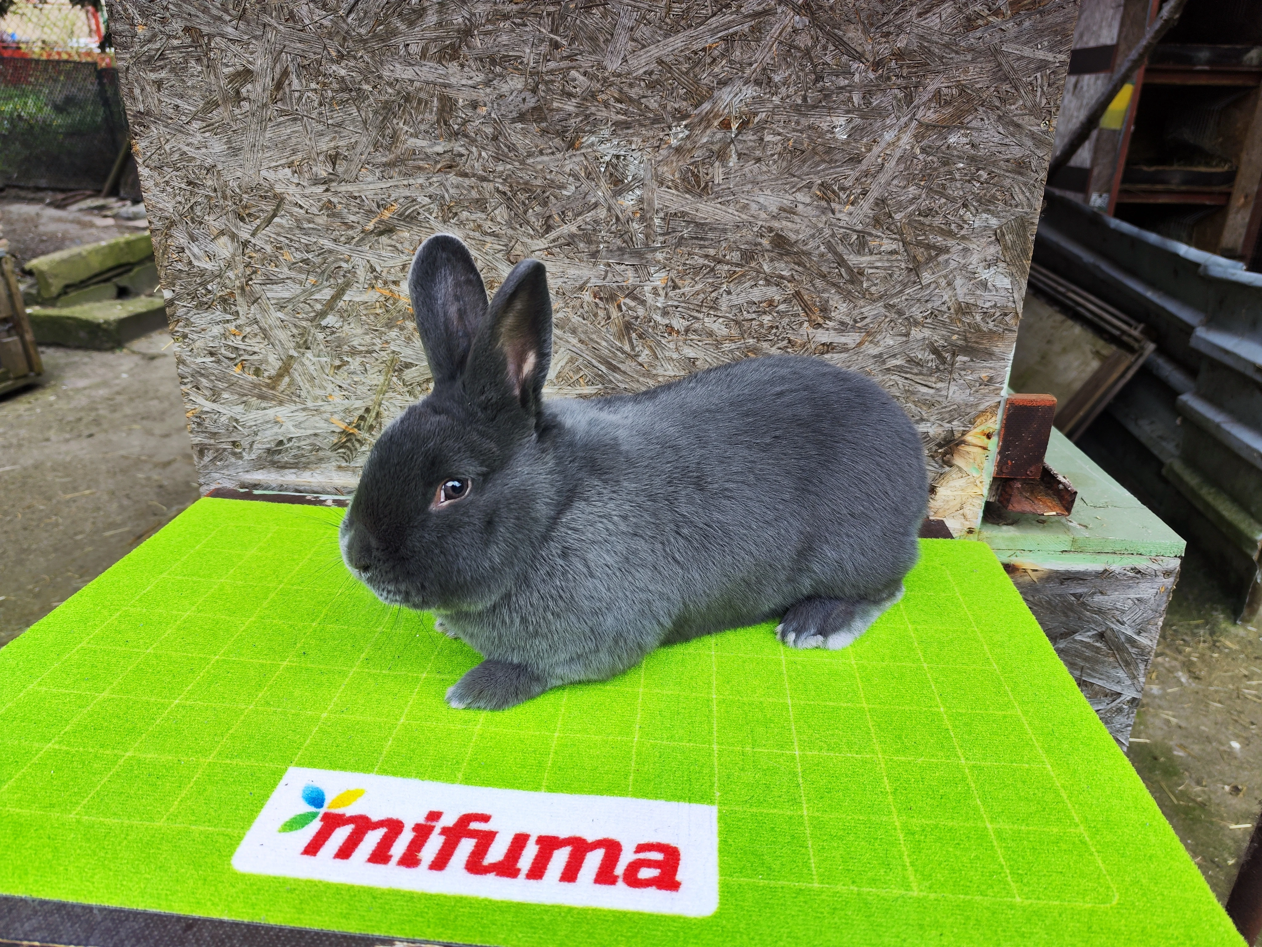 Samec vídeňský modrý